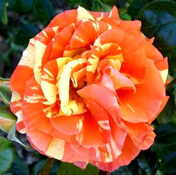 Oranges and Lemons / Papagena