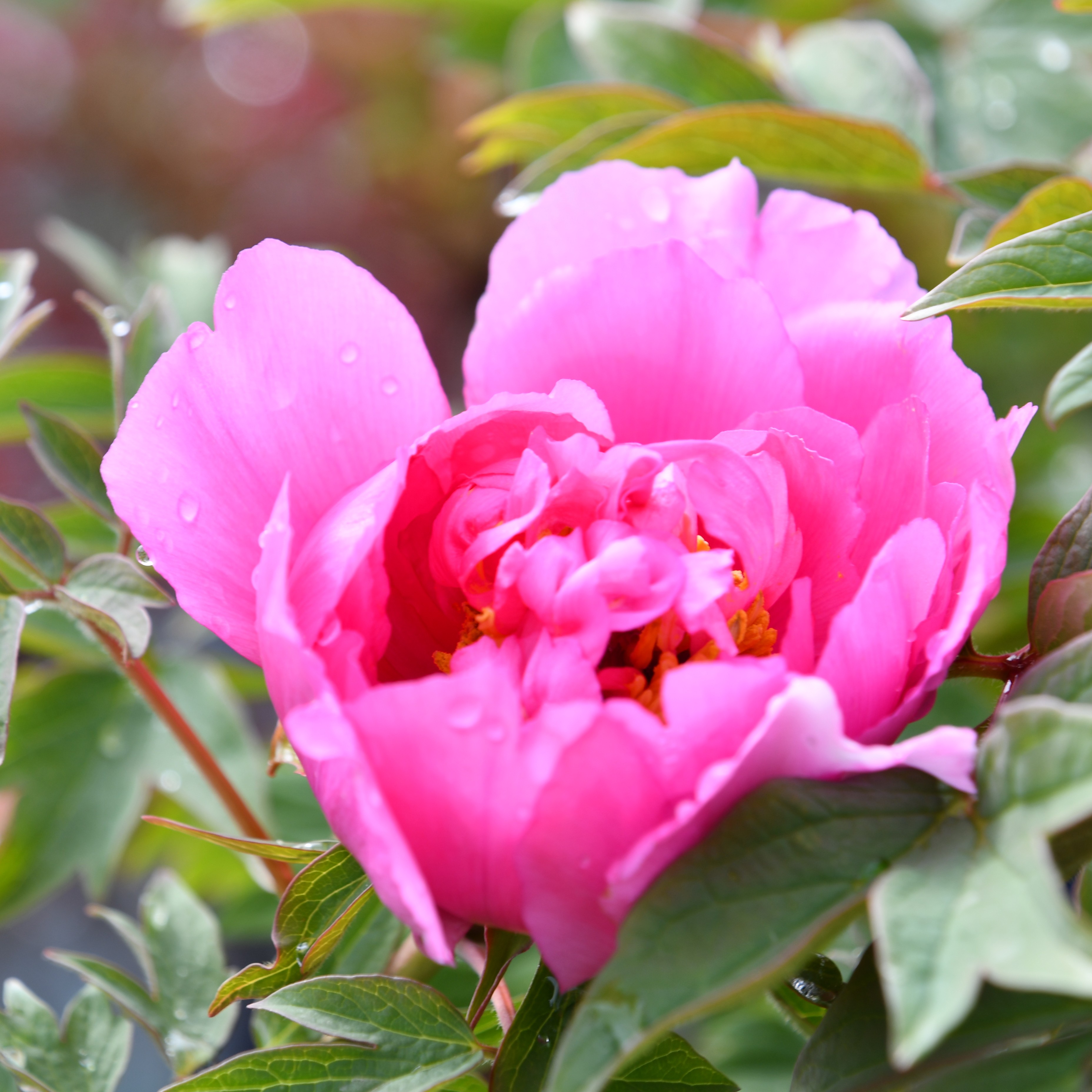 Paeonia suffruticosa Lu He Hong