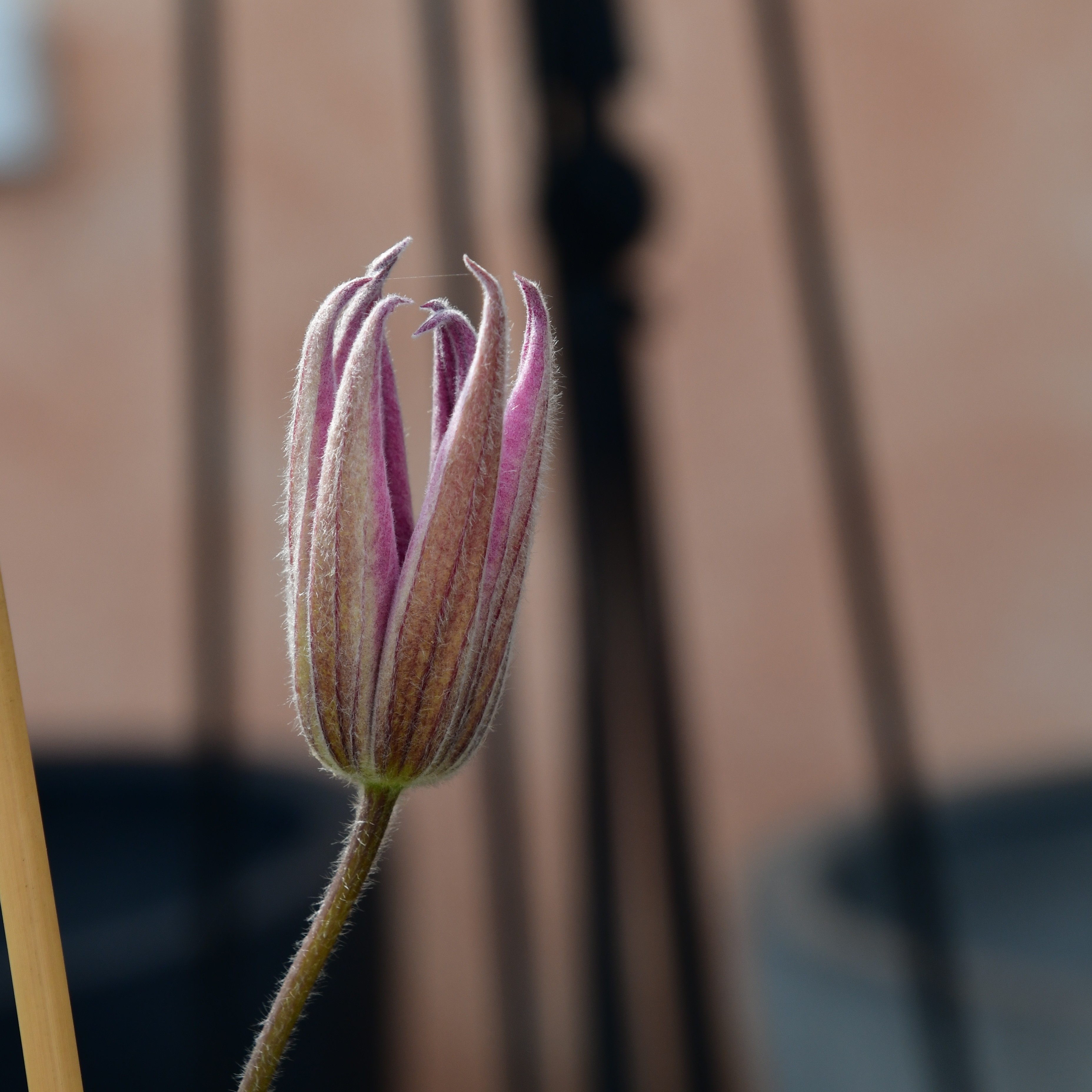 Clematis Hybride ´Omoshiro`