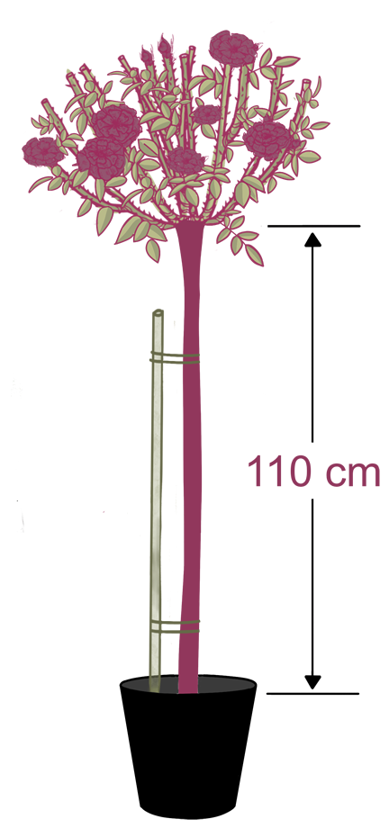 HS110CM