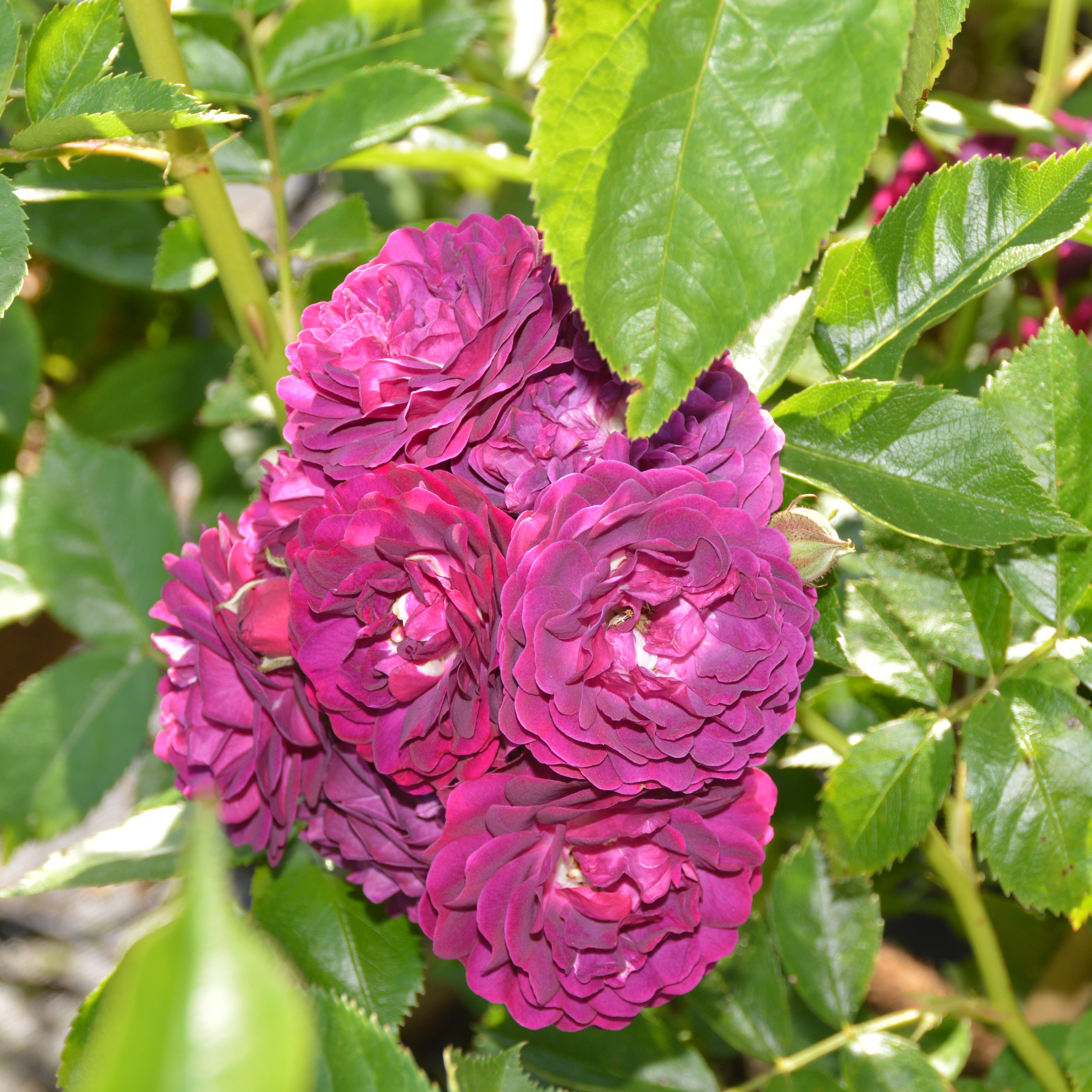 Bleu Magenta