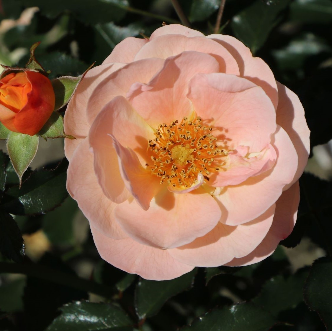 Flower Carpet Sedana - Stammrose 60 cm