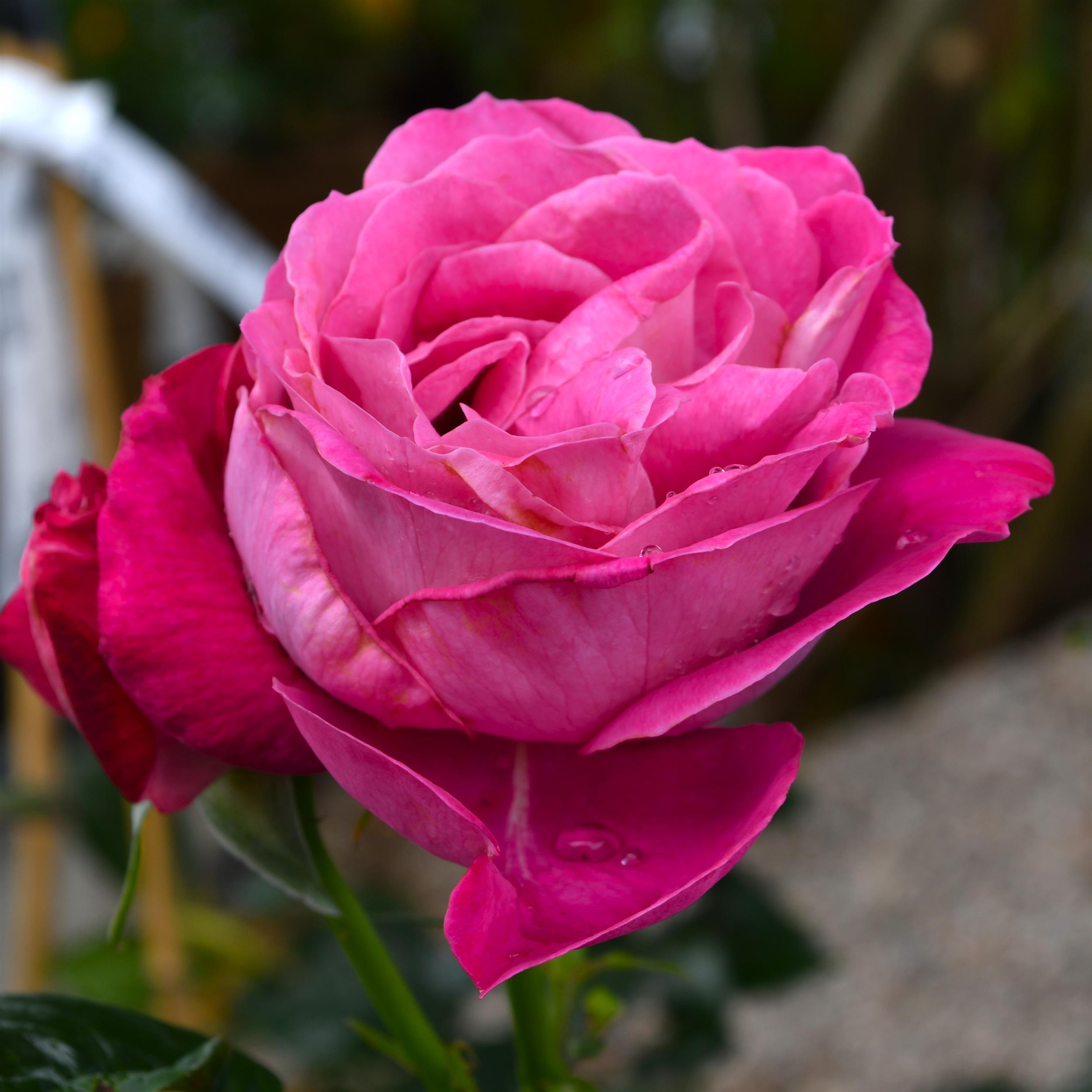 Baronne E. de Rothschild