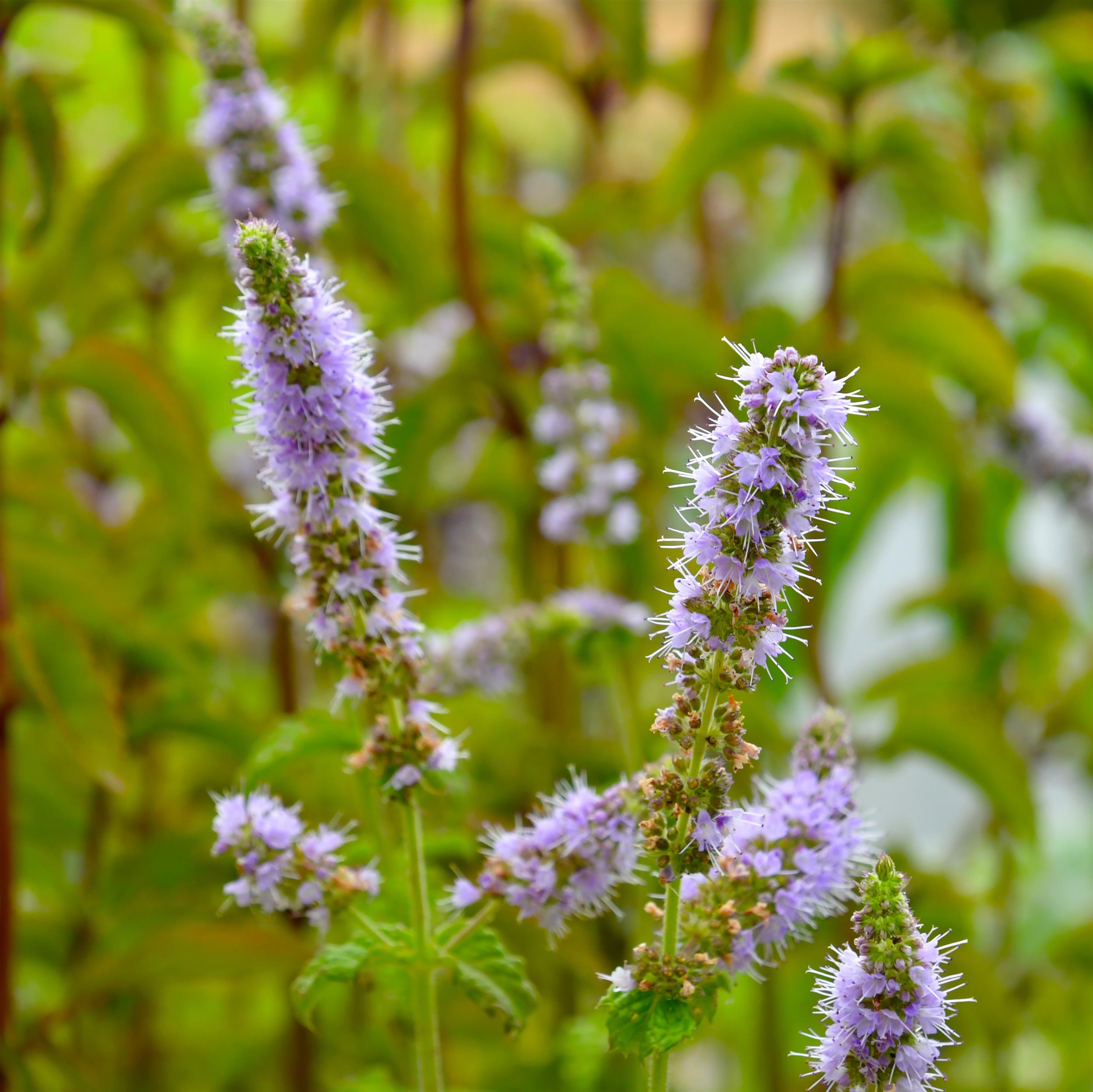 Mentha x piperita 'Mitcham'