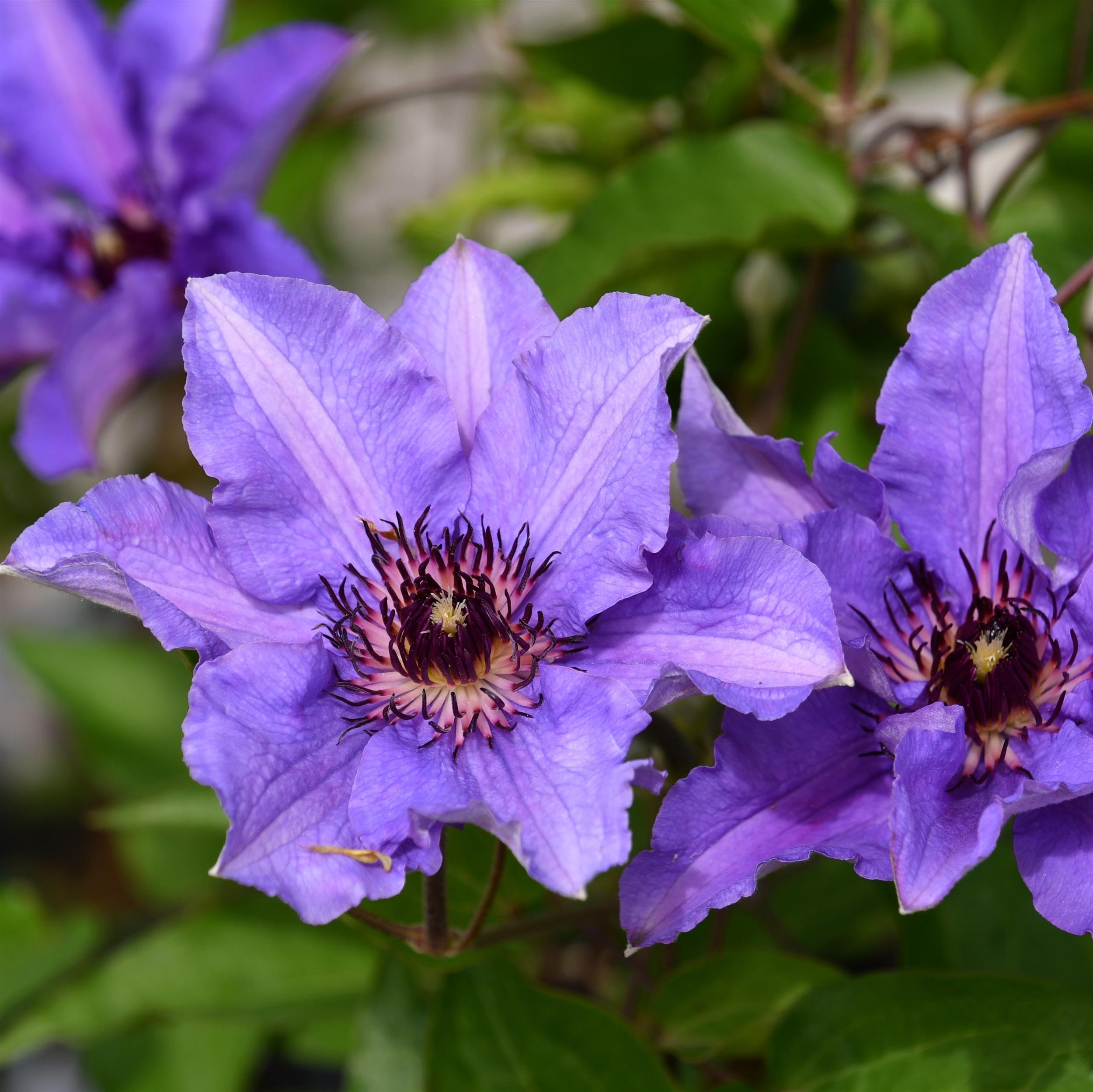 Clematis hybride Königskind