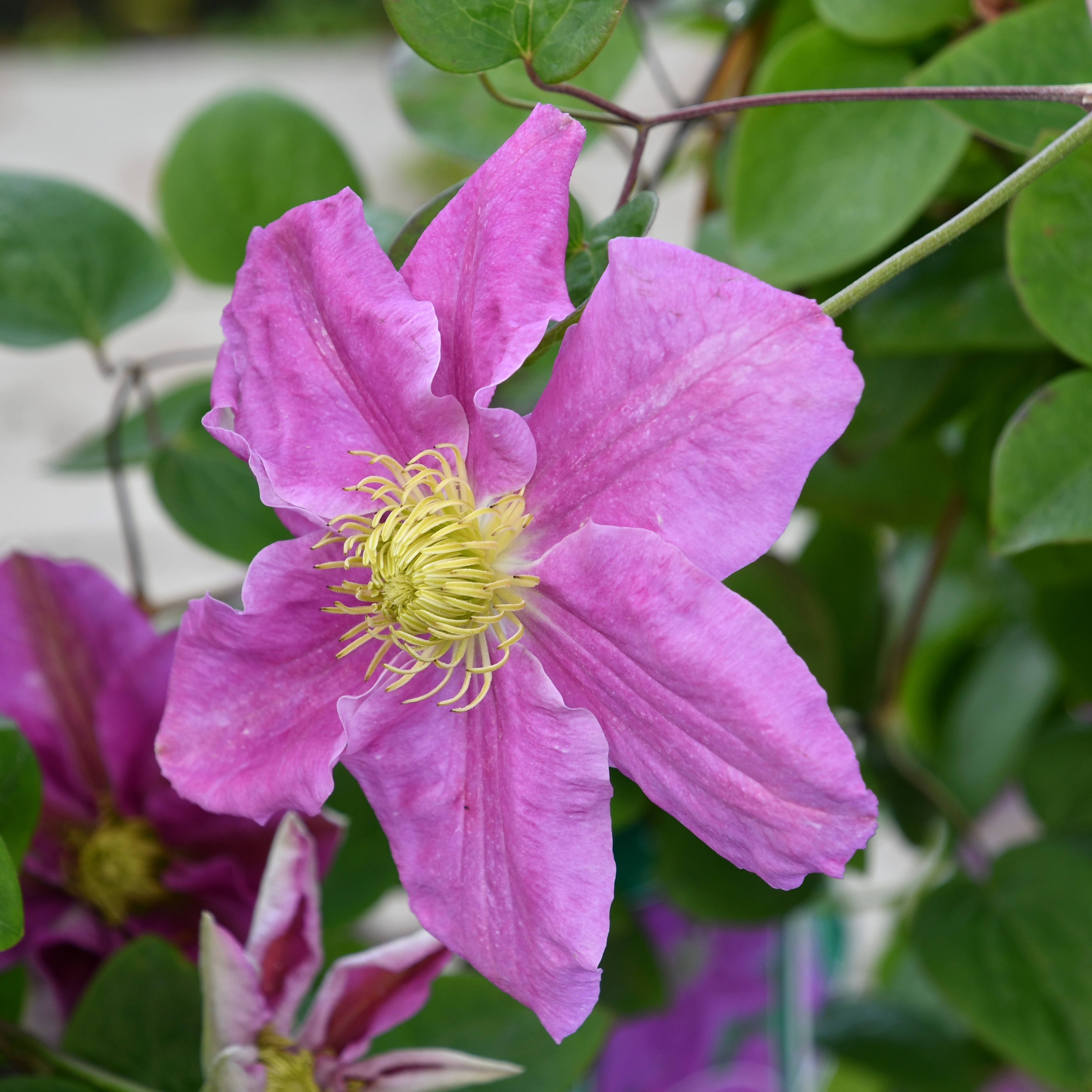 Clematis ´Hanaguruma`