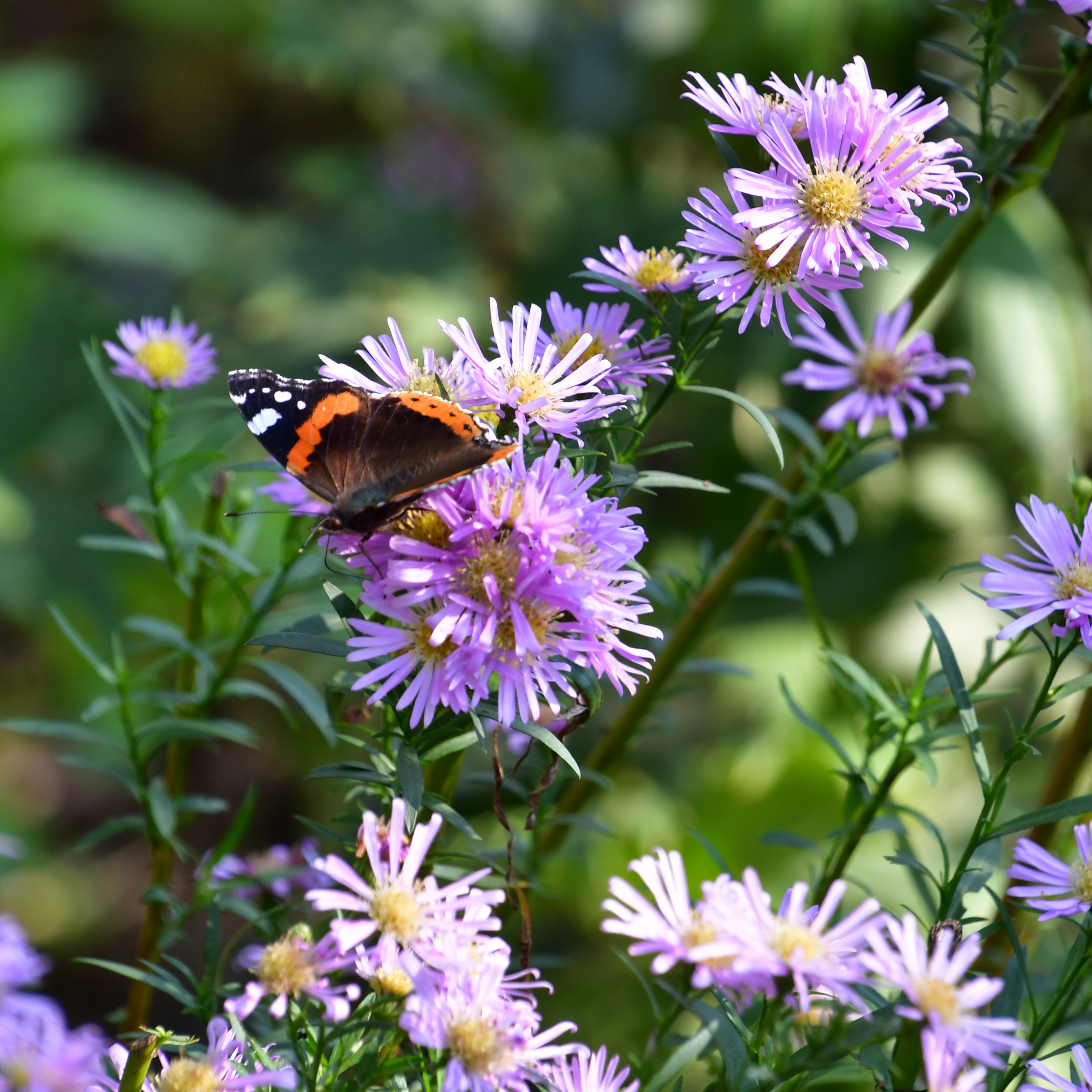 Aster pringlei 'Pink Star' 1L