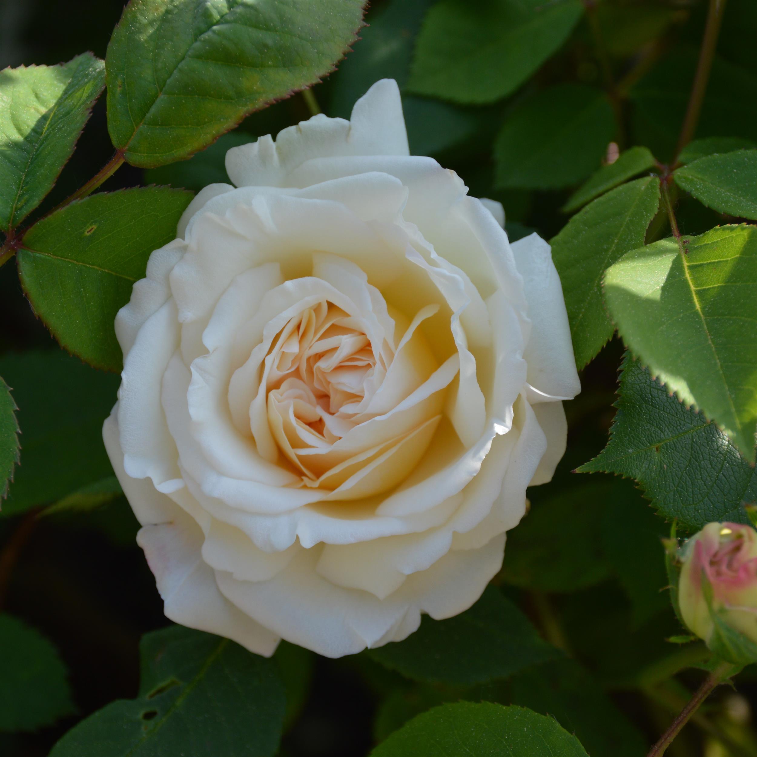 White Gruß an Aachen
