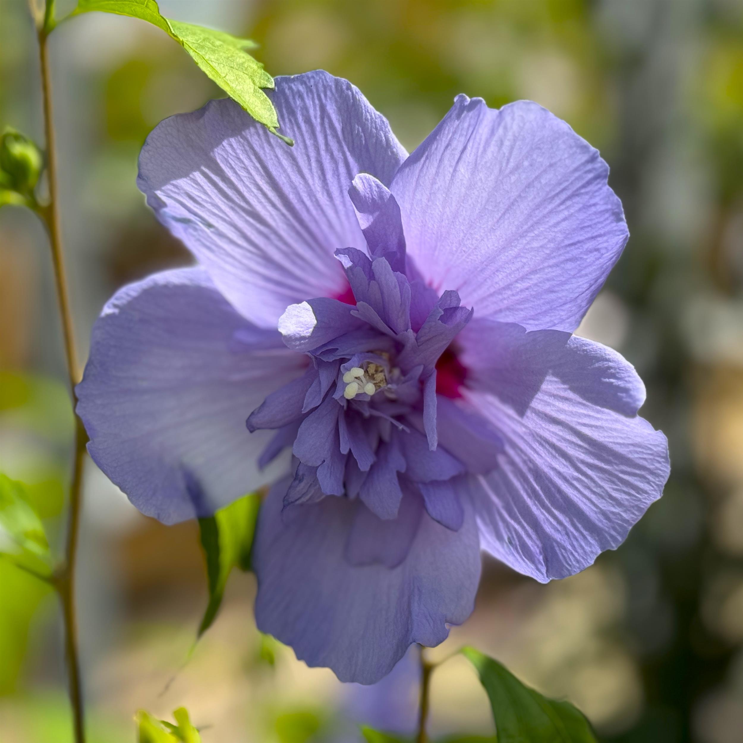 Hibiscus 'Blue Chiffon'