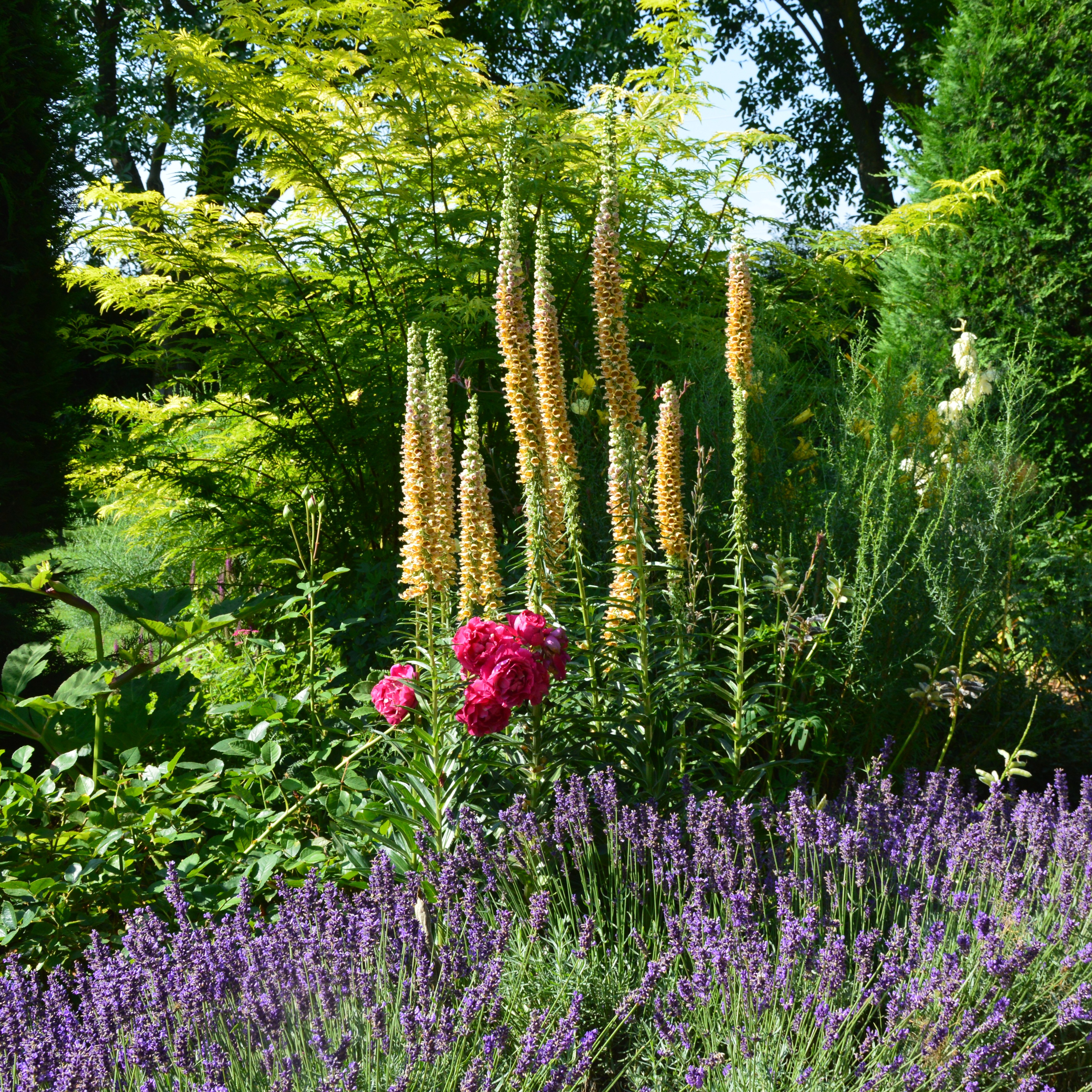 Digitalis ferruginea 'Gigantea' 1L