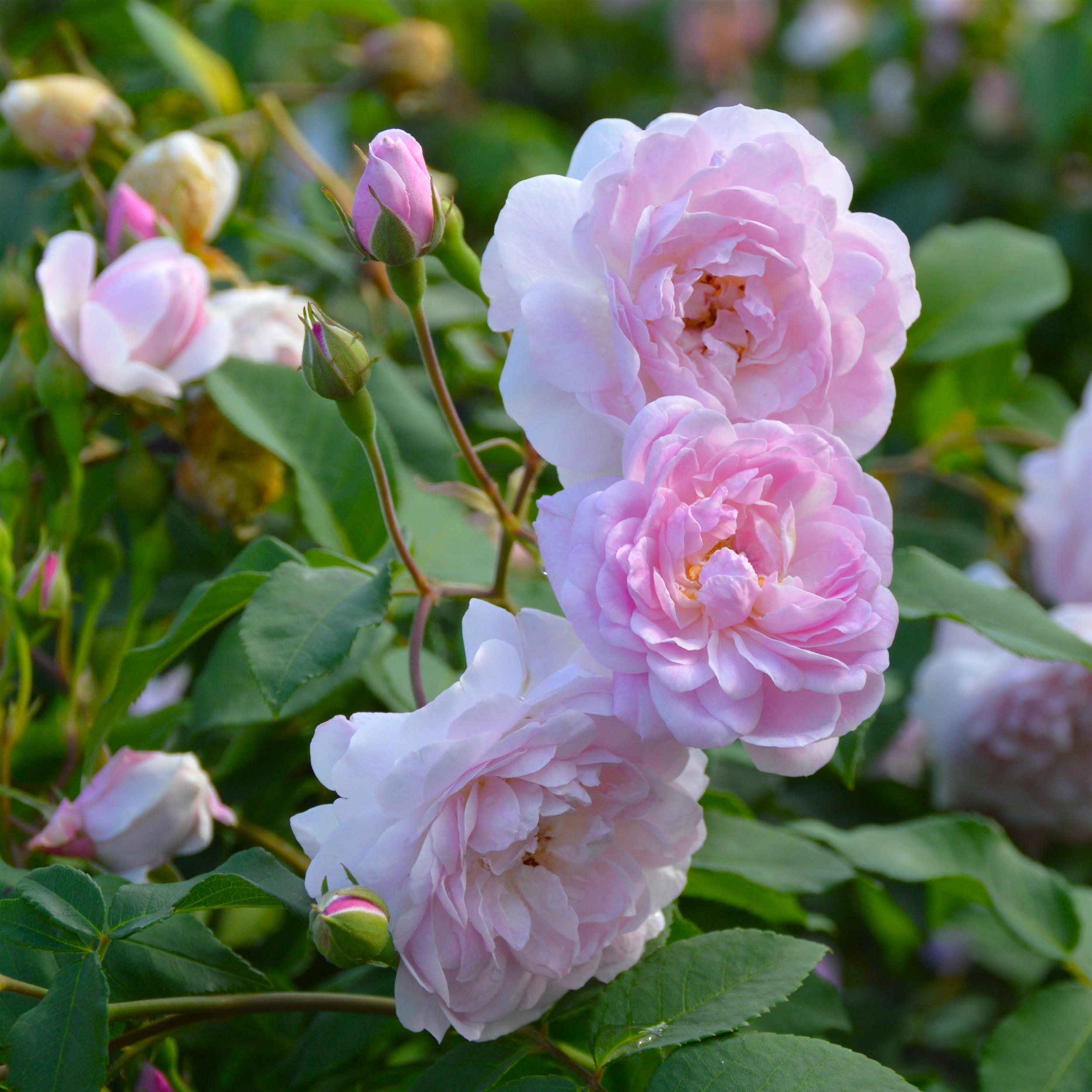 Blush Noisette