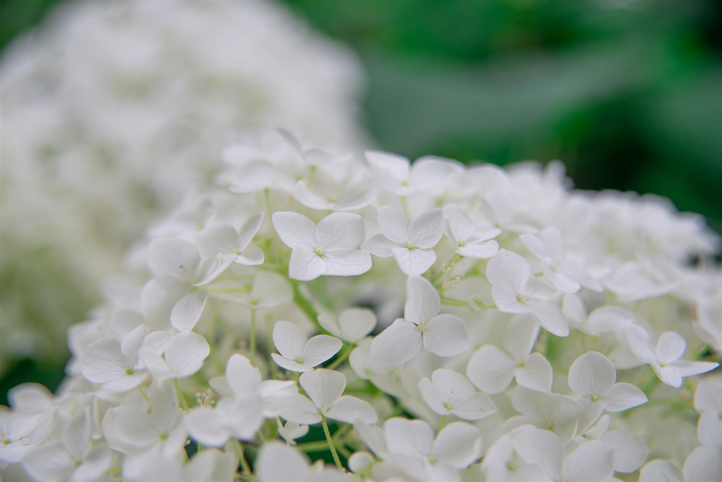 Hydrangea arborescens Annabelle 5L