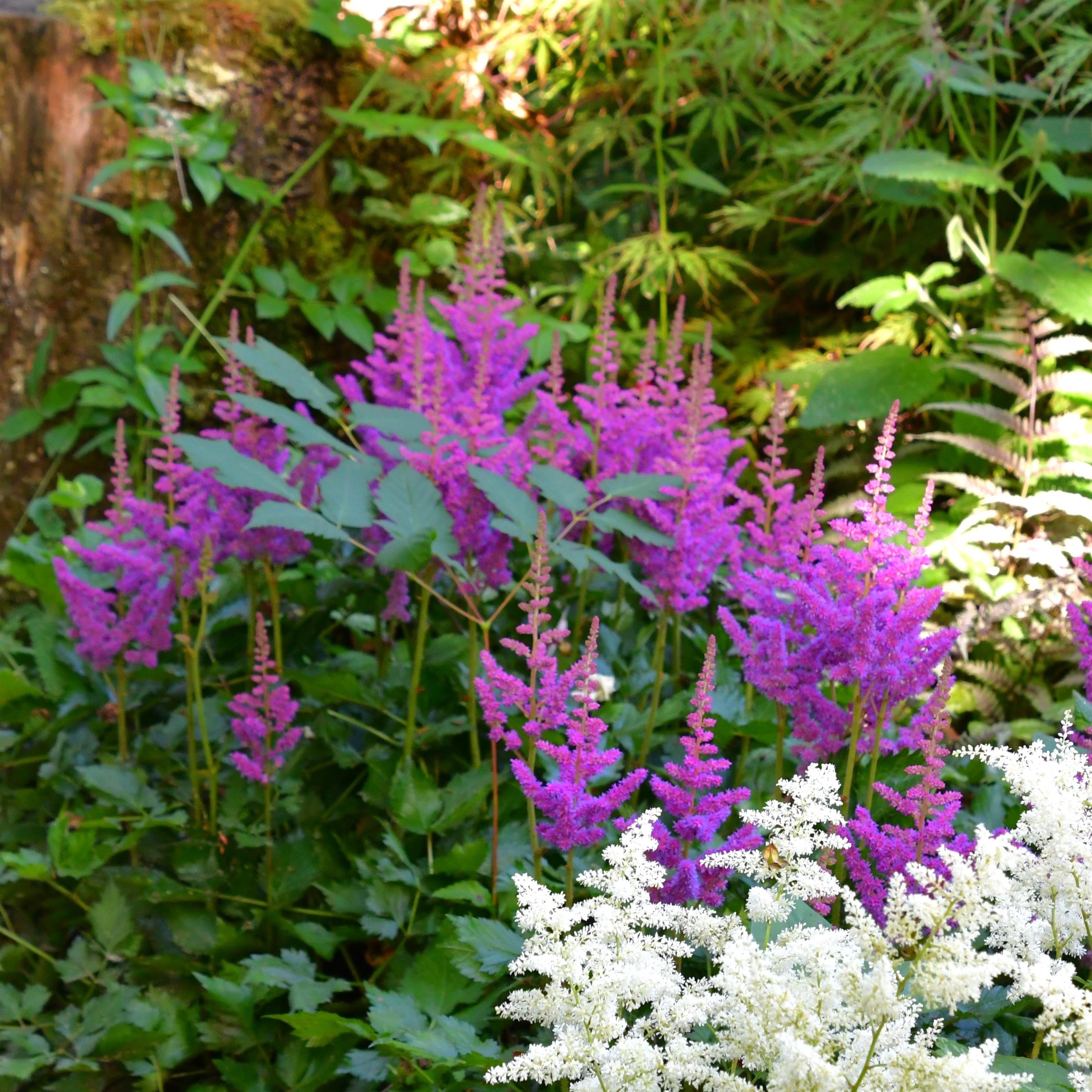 Astilbe x cult. Younique Lilac 3L