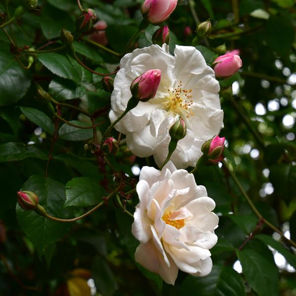Adelaide d´Orleans