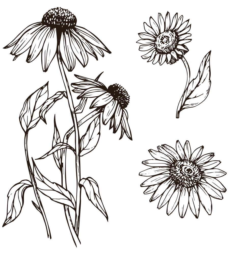 Landhaus Ettenbühl - Collections