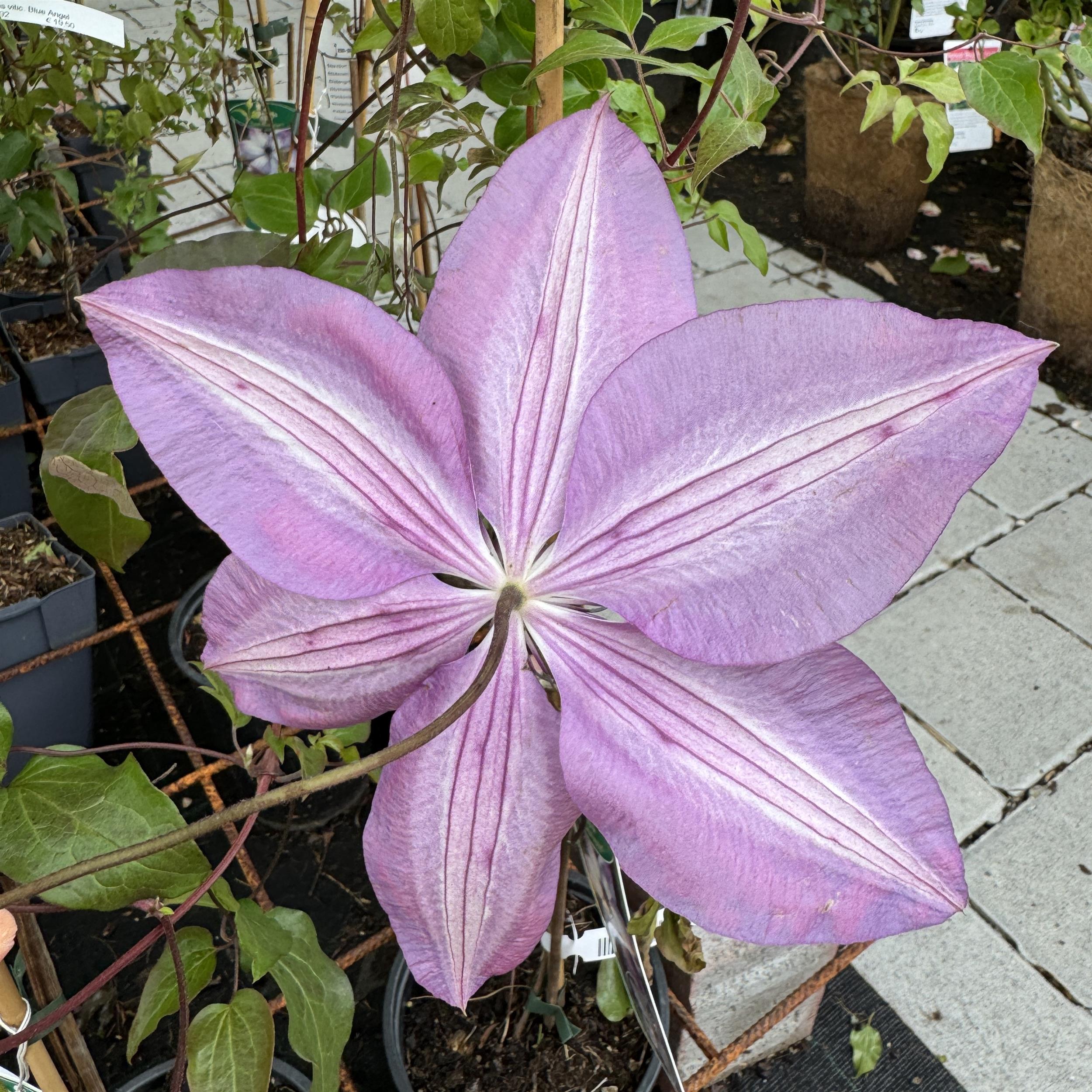 Clematis Fond Memories