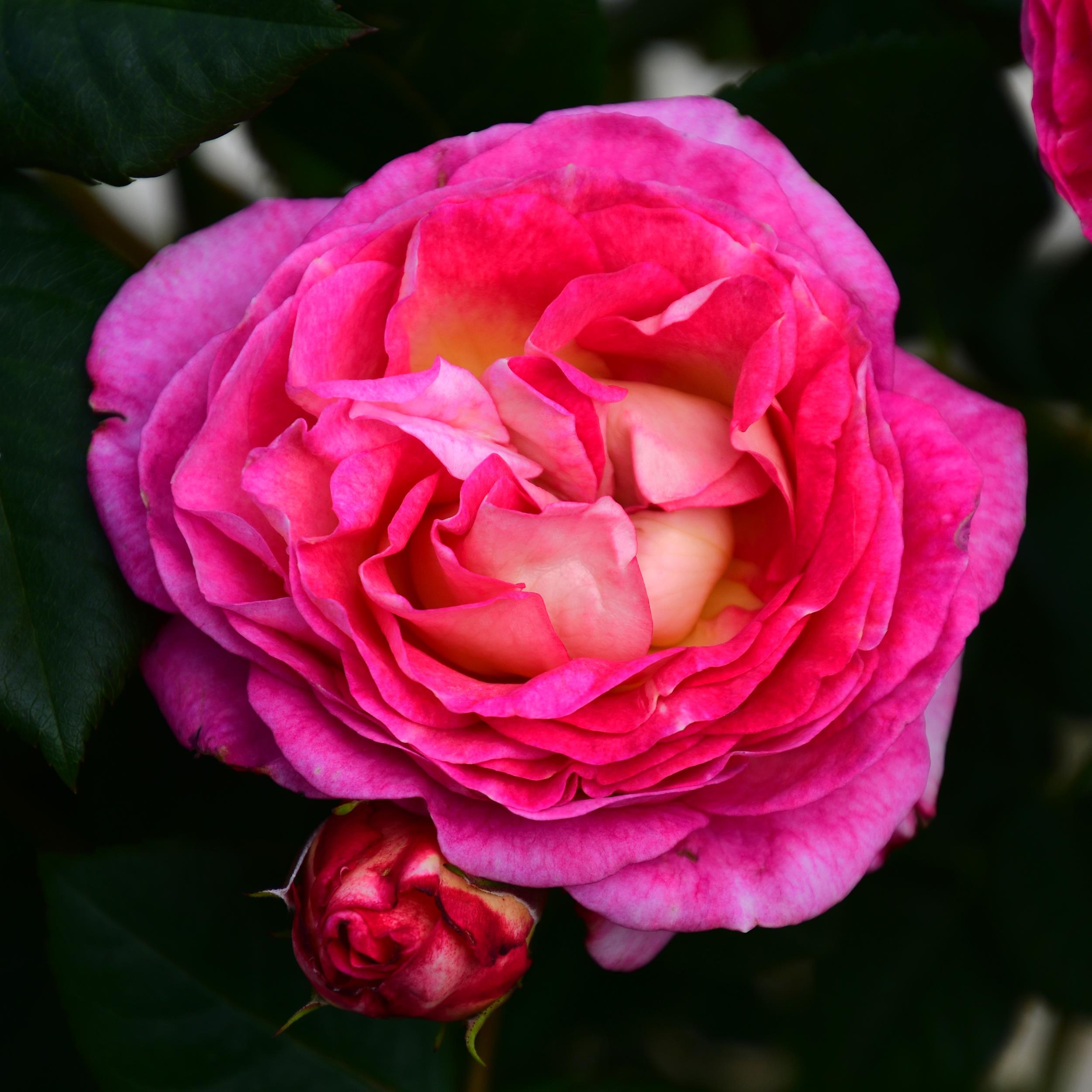 Mme de Stael
