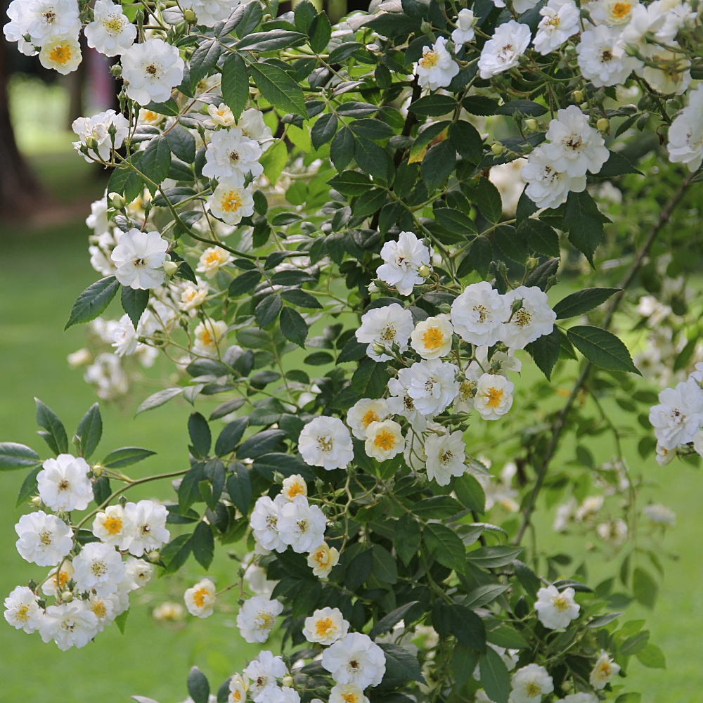 Rambling Rector