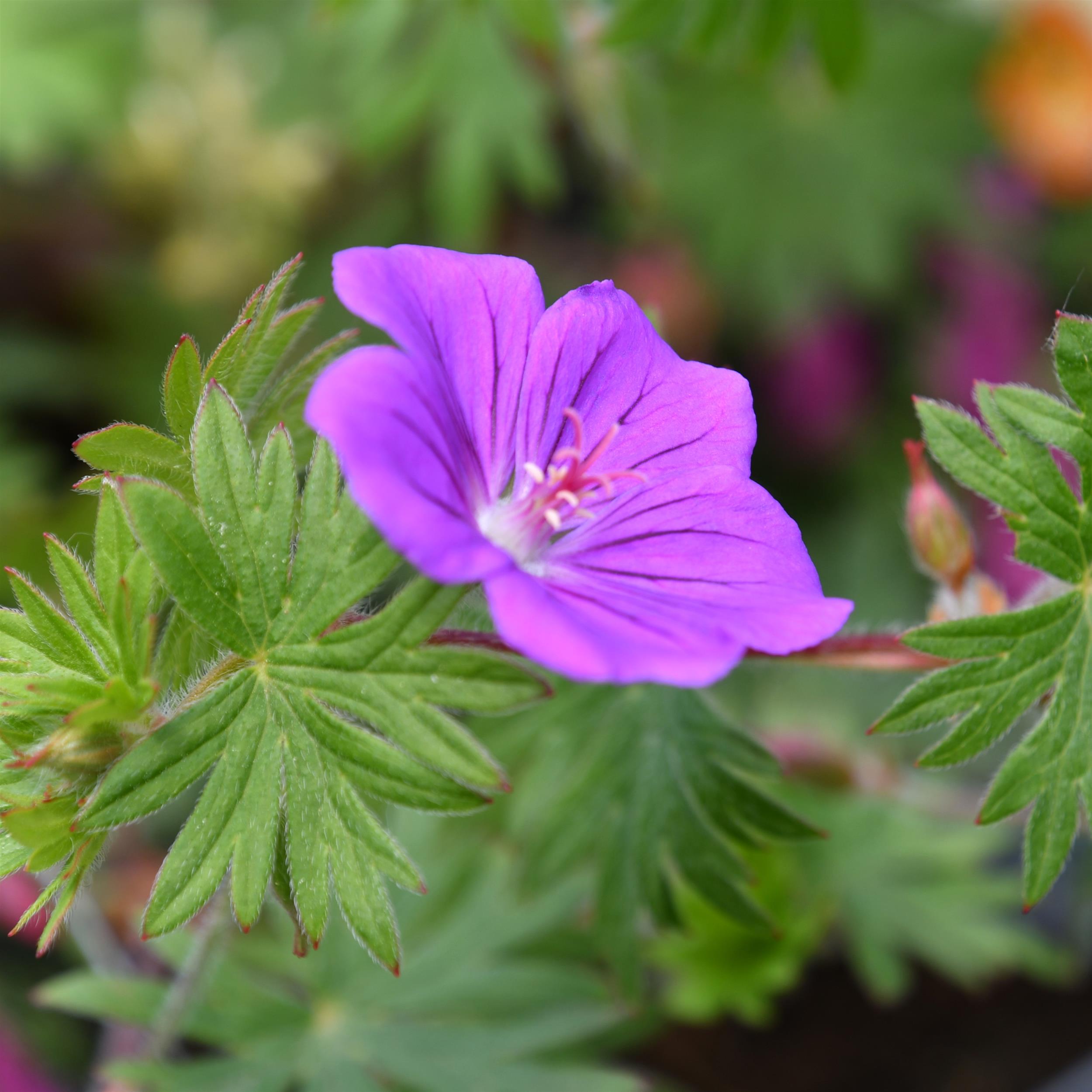 Geranium sanguineum 'Tiny Monster' 0,5L