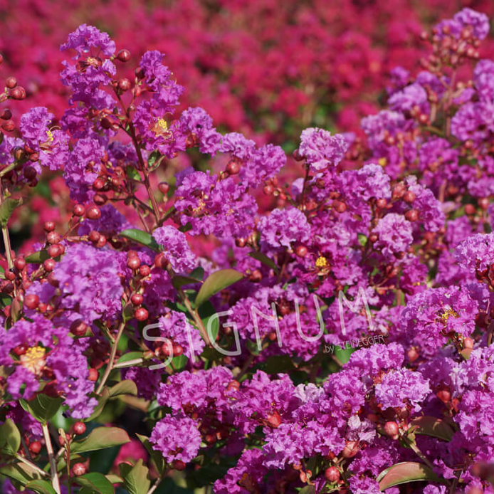 Lagerstroemia Violet d'ete 5L