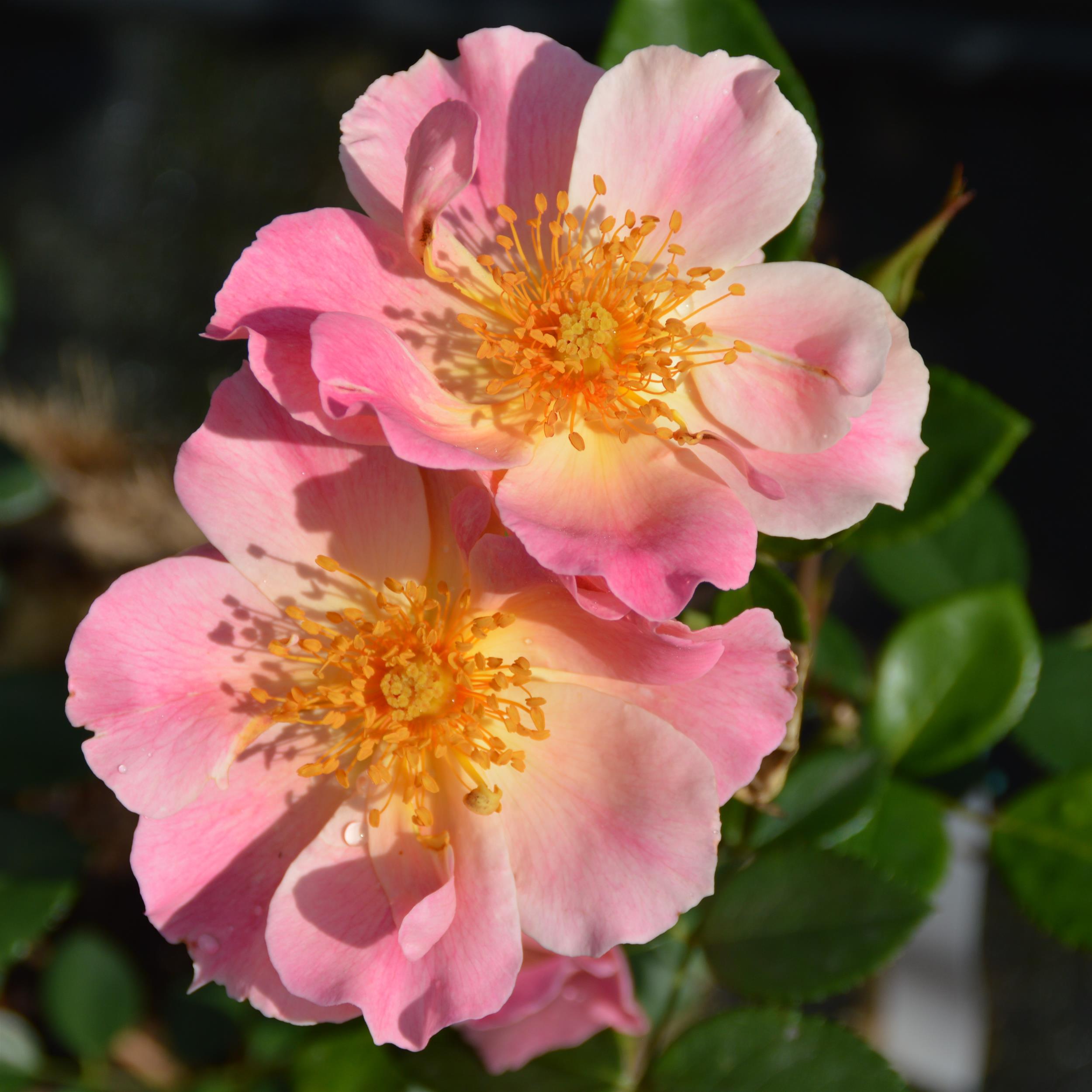 Pretty Pink Pet - Stammrose 90 cm