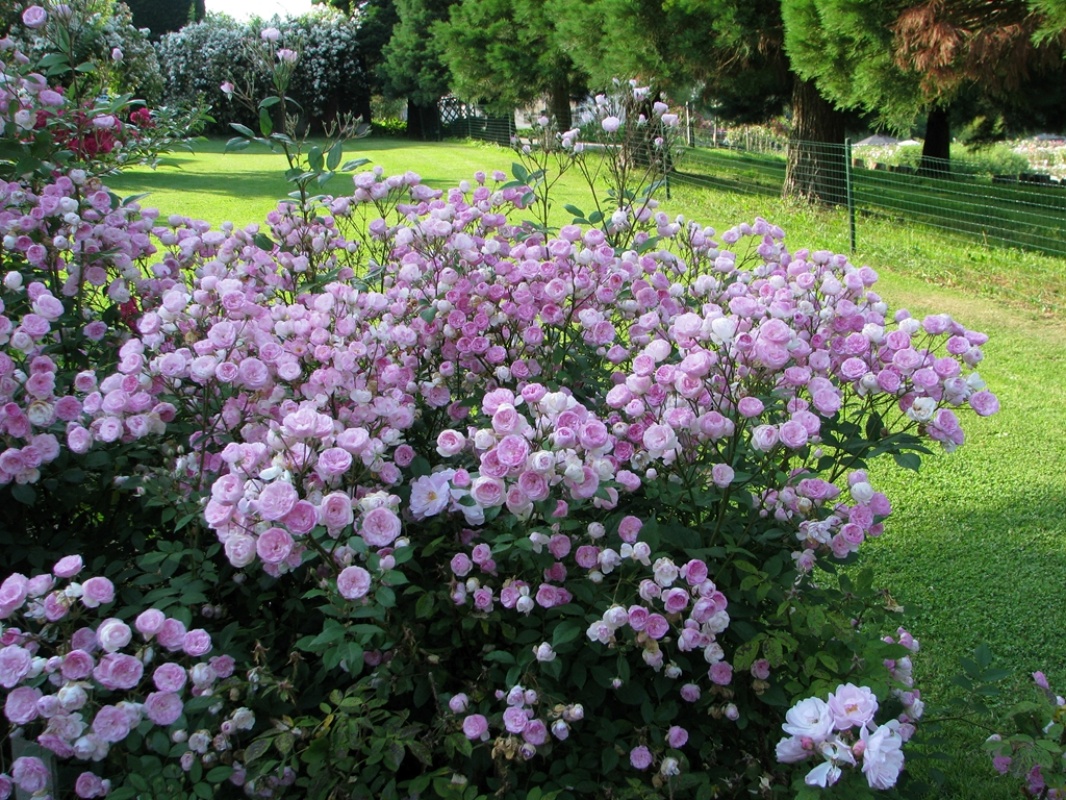 Mozart´s Lady - Stammrose 110 cm