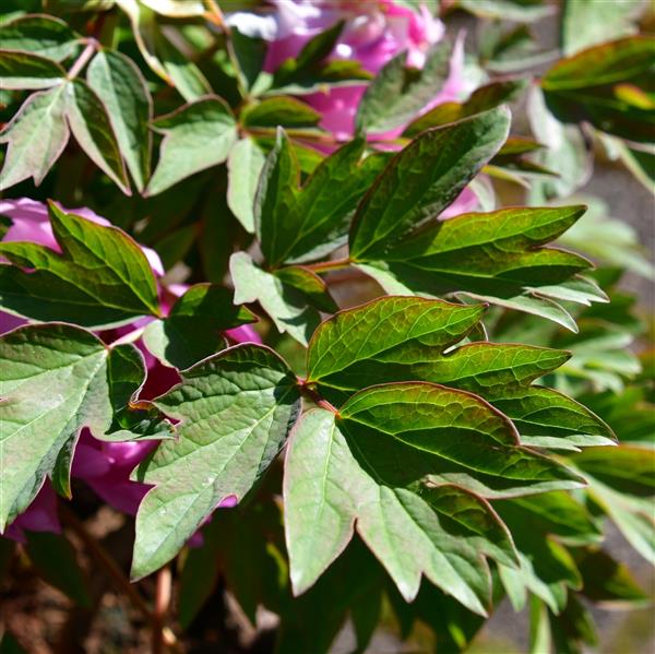 Paeonia suffruticosa Lu He Hong
