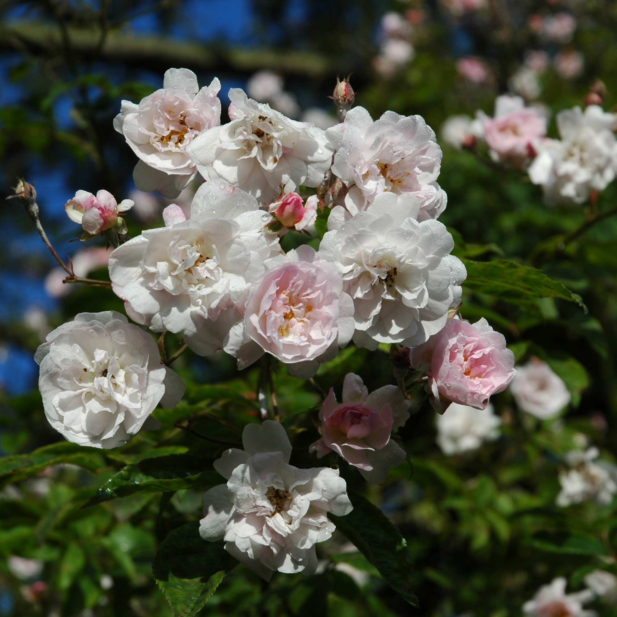 Paul´s Himalayan Musk