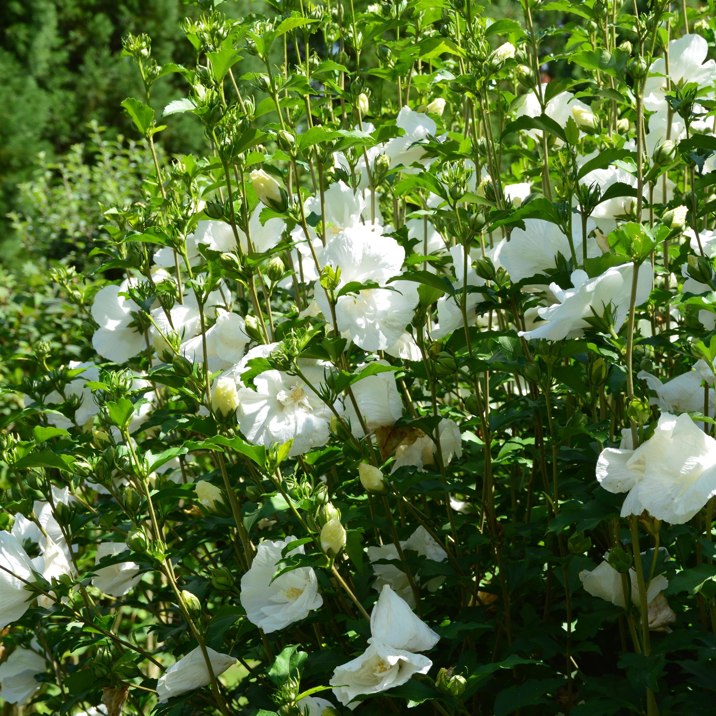 Hibiscus syriacus 'White Chiffon' 3L
