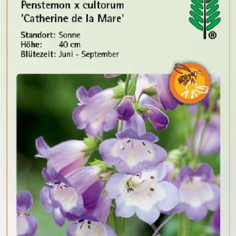 Penstemon scouleri 'Catherine de la Mare' 1L