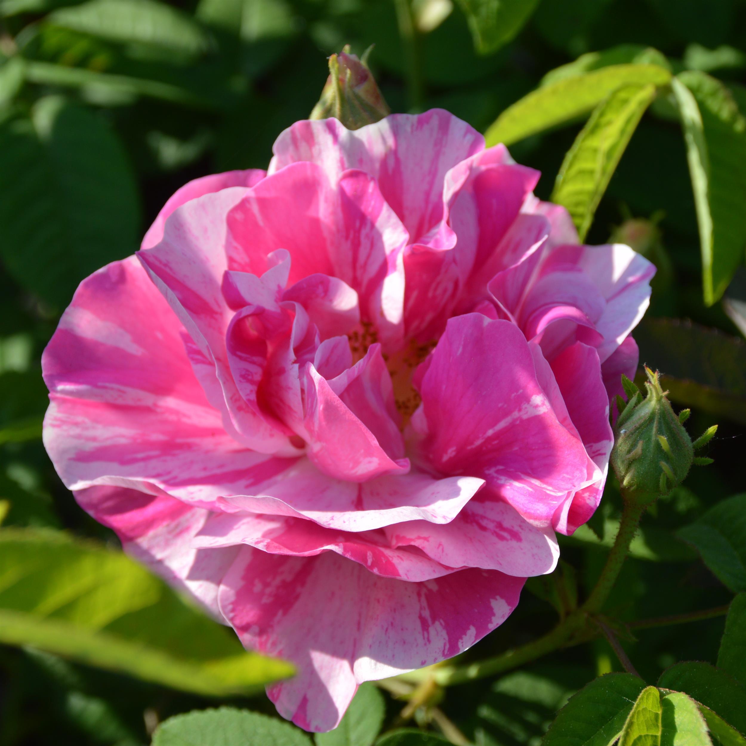 Rosa mundi (gallica versicolor)