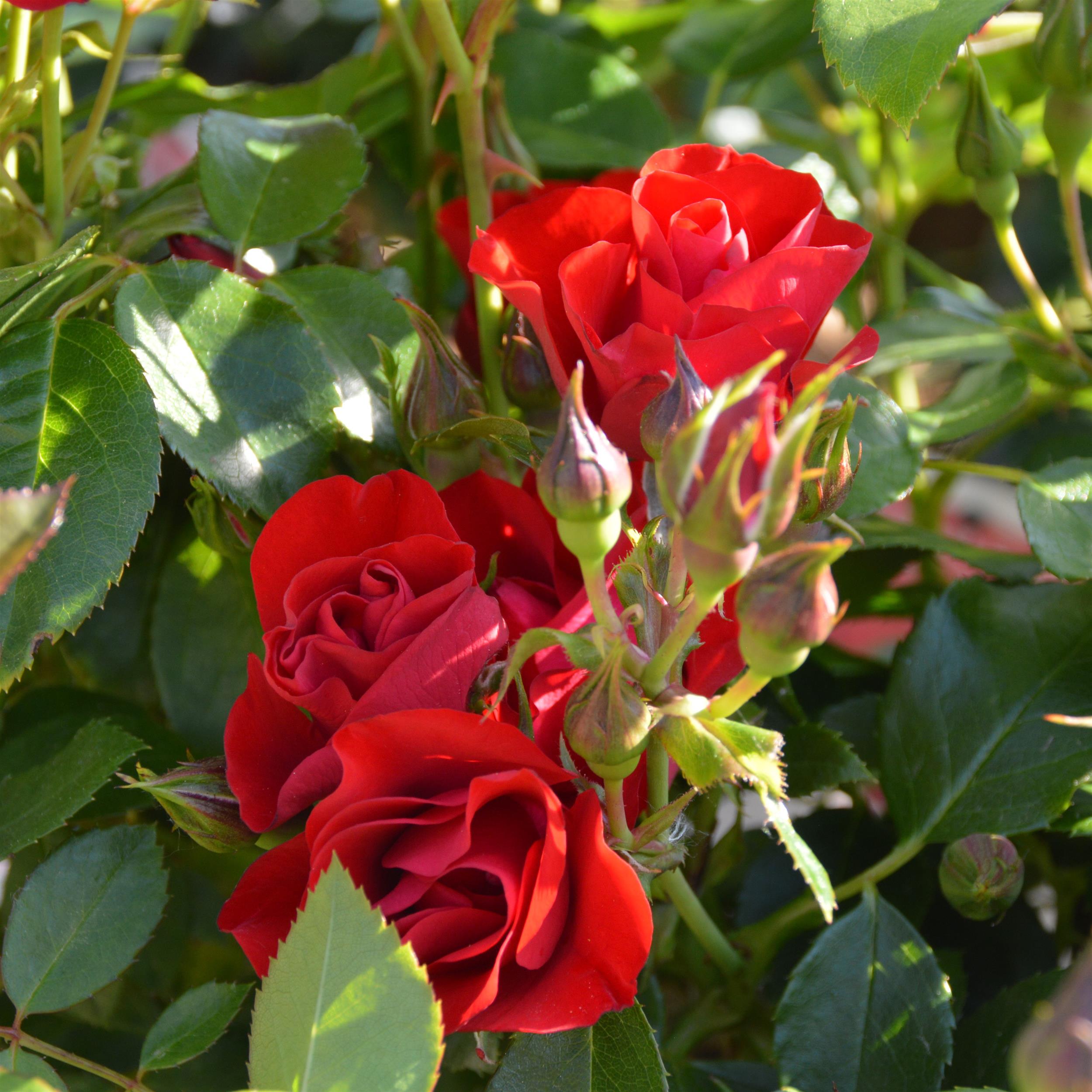 Black Forest Rose