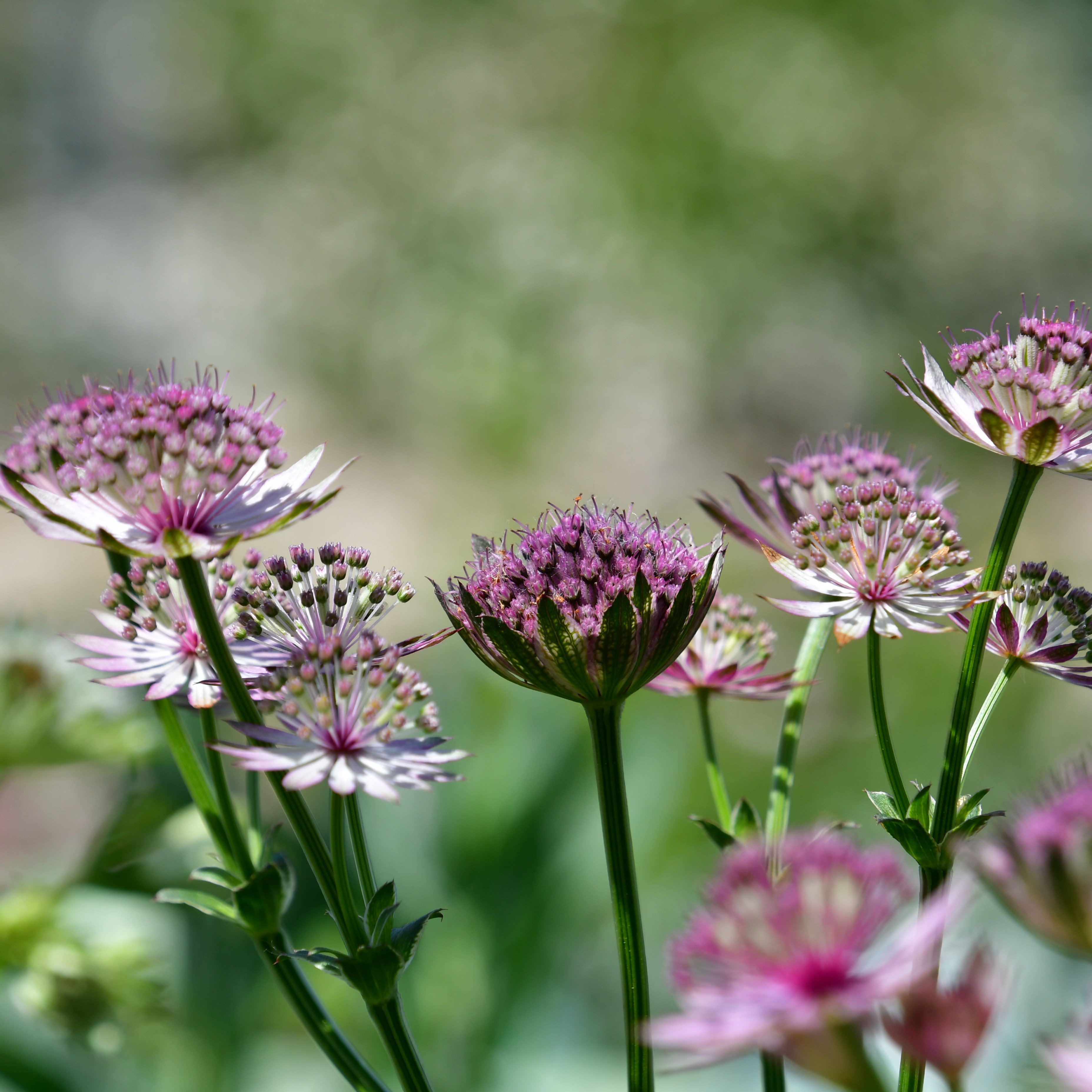 Astrantia major 'Roma' 1L