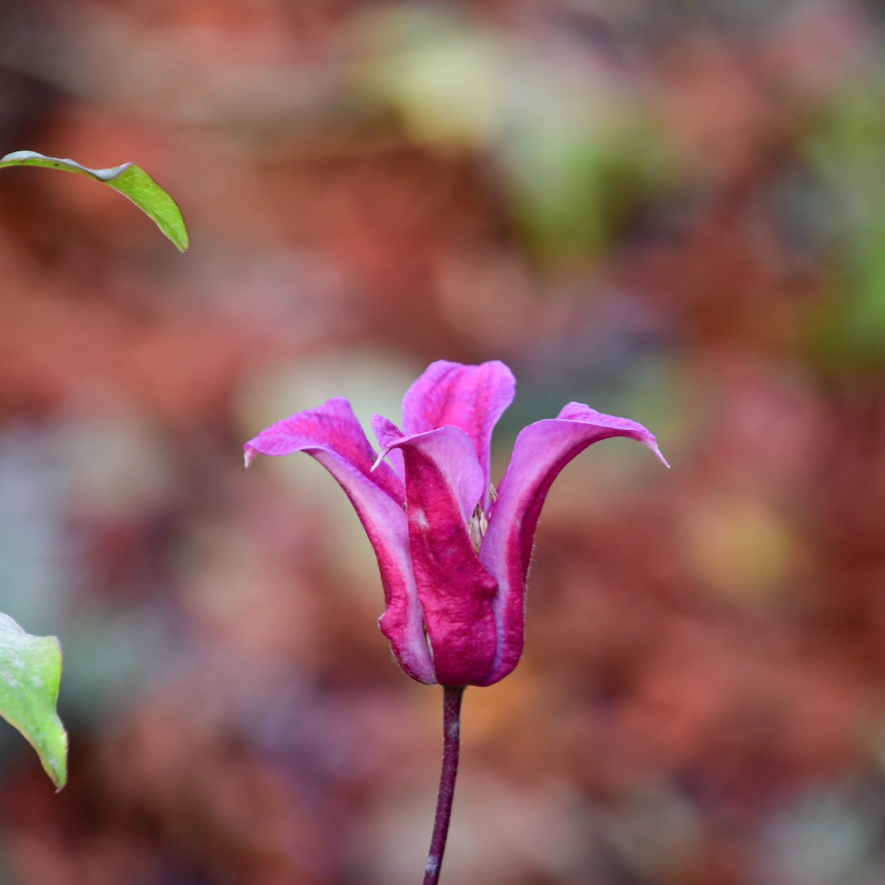 Clematis tex Princess Diana