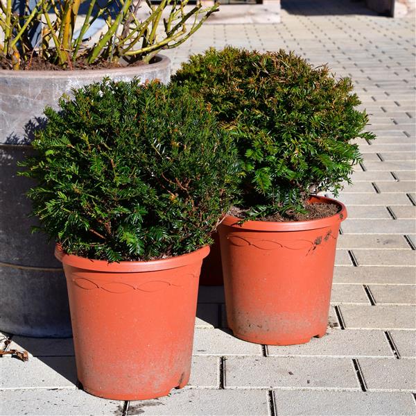 Taxus baccata Kugel 35-40cm