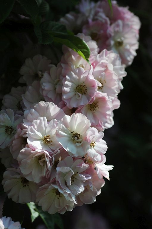 Apple Blossom