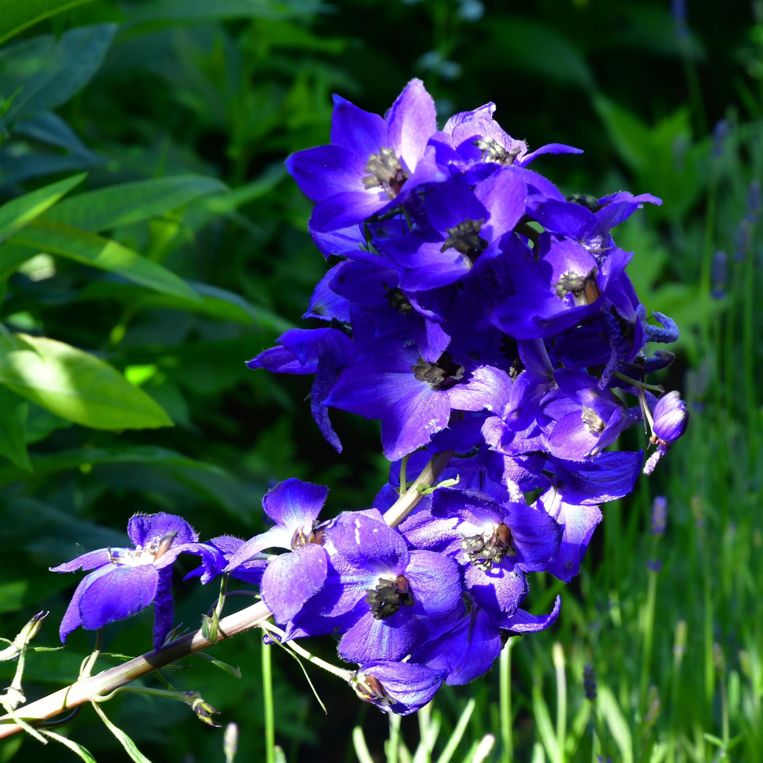 Delphinium Pacific Hybr. ´Black Knight`