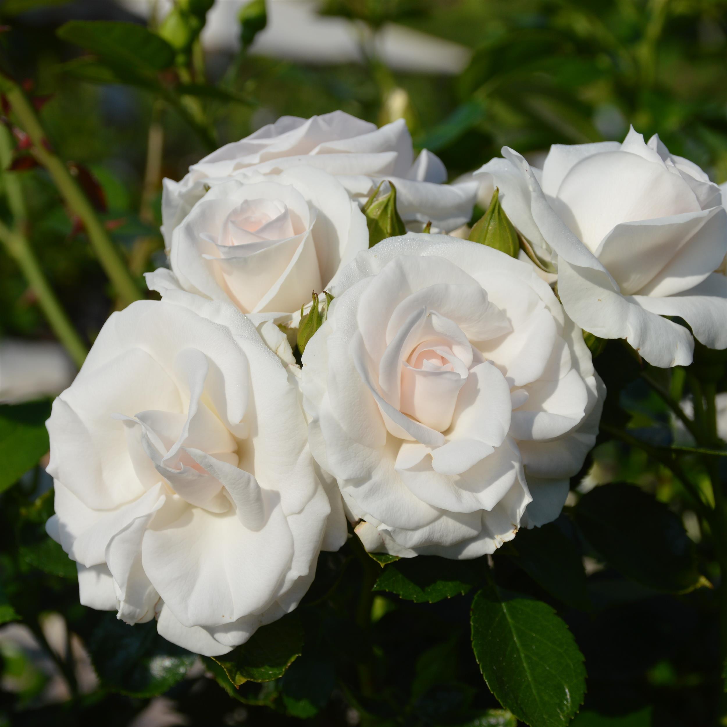 Aspirin Rose