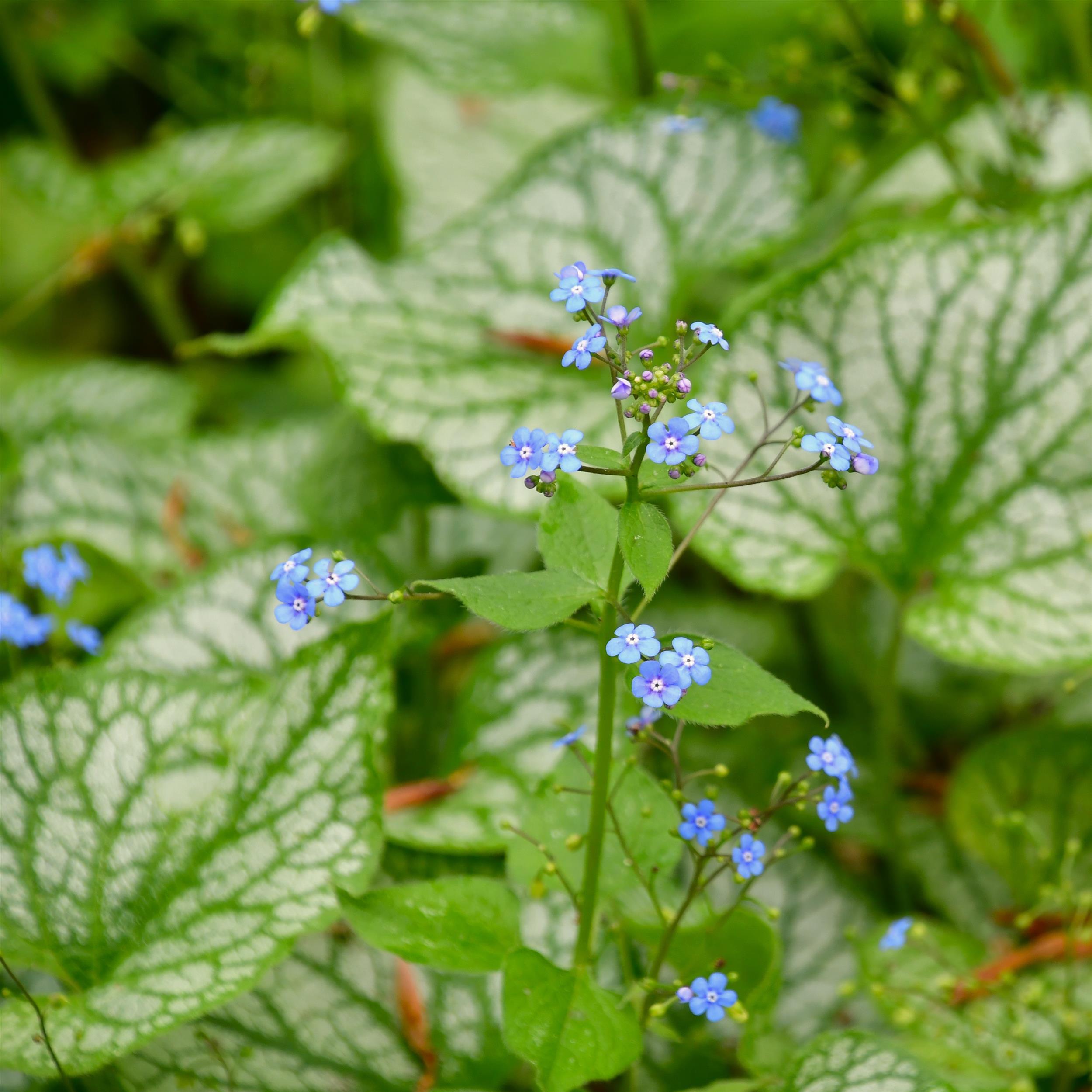 Brunnera macrophylla Jack Frost