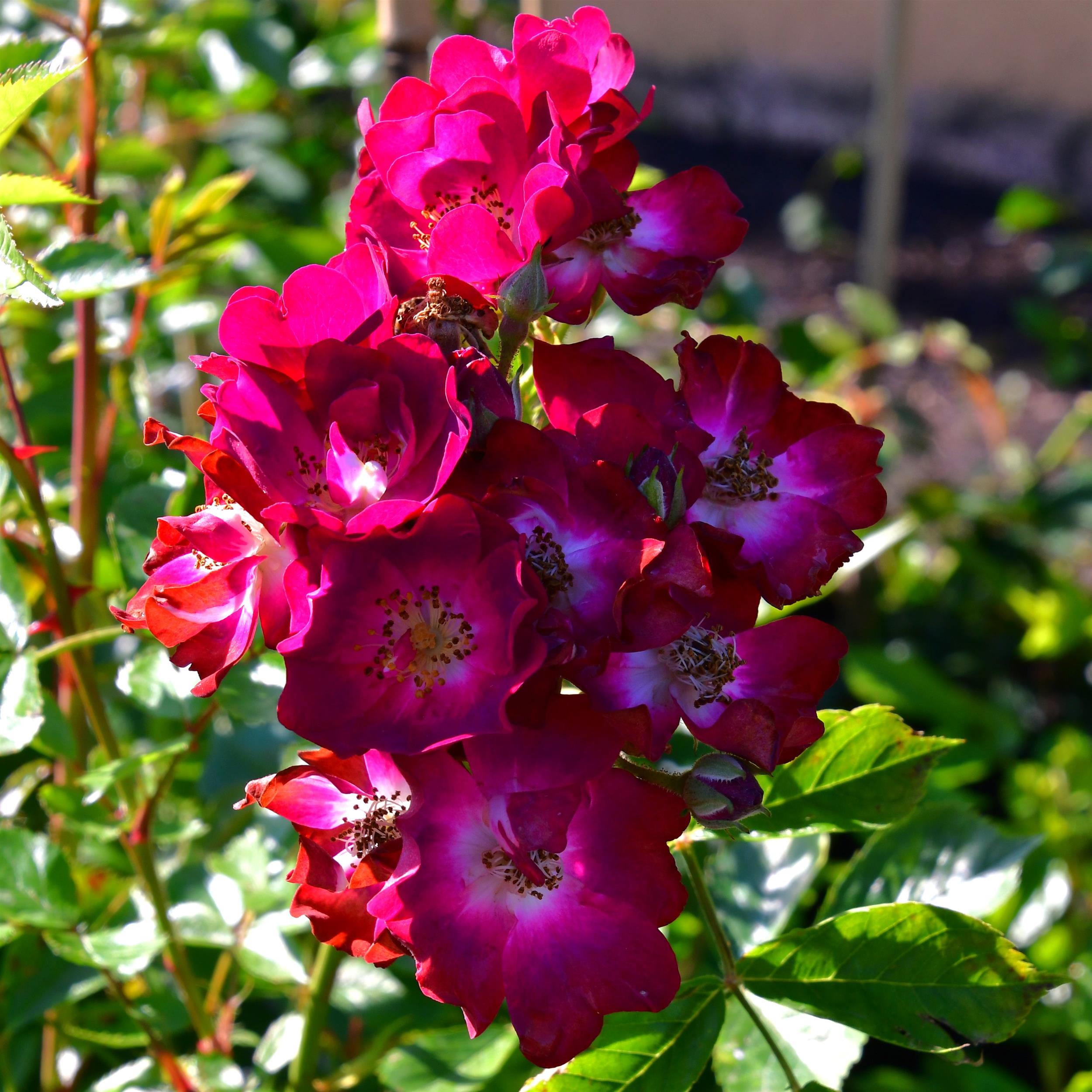 The Bishop´s Rambler