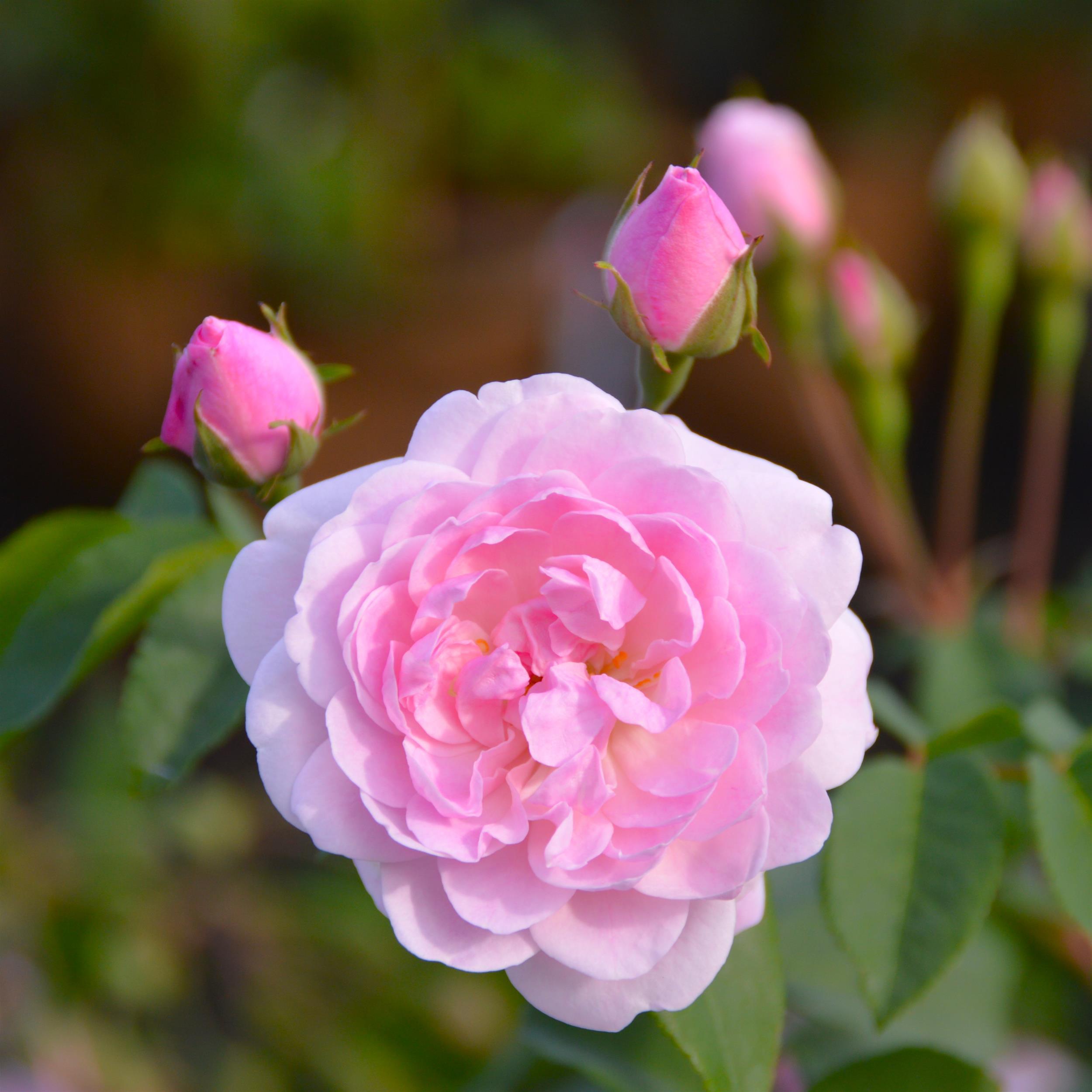 Blush Noisette