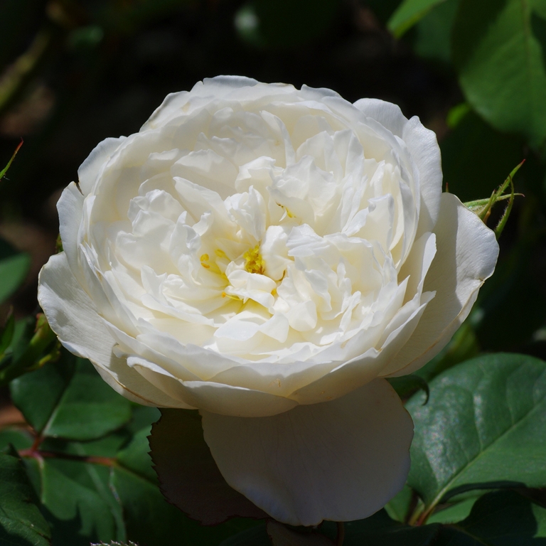 William and Catherine