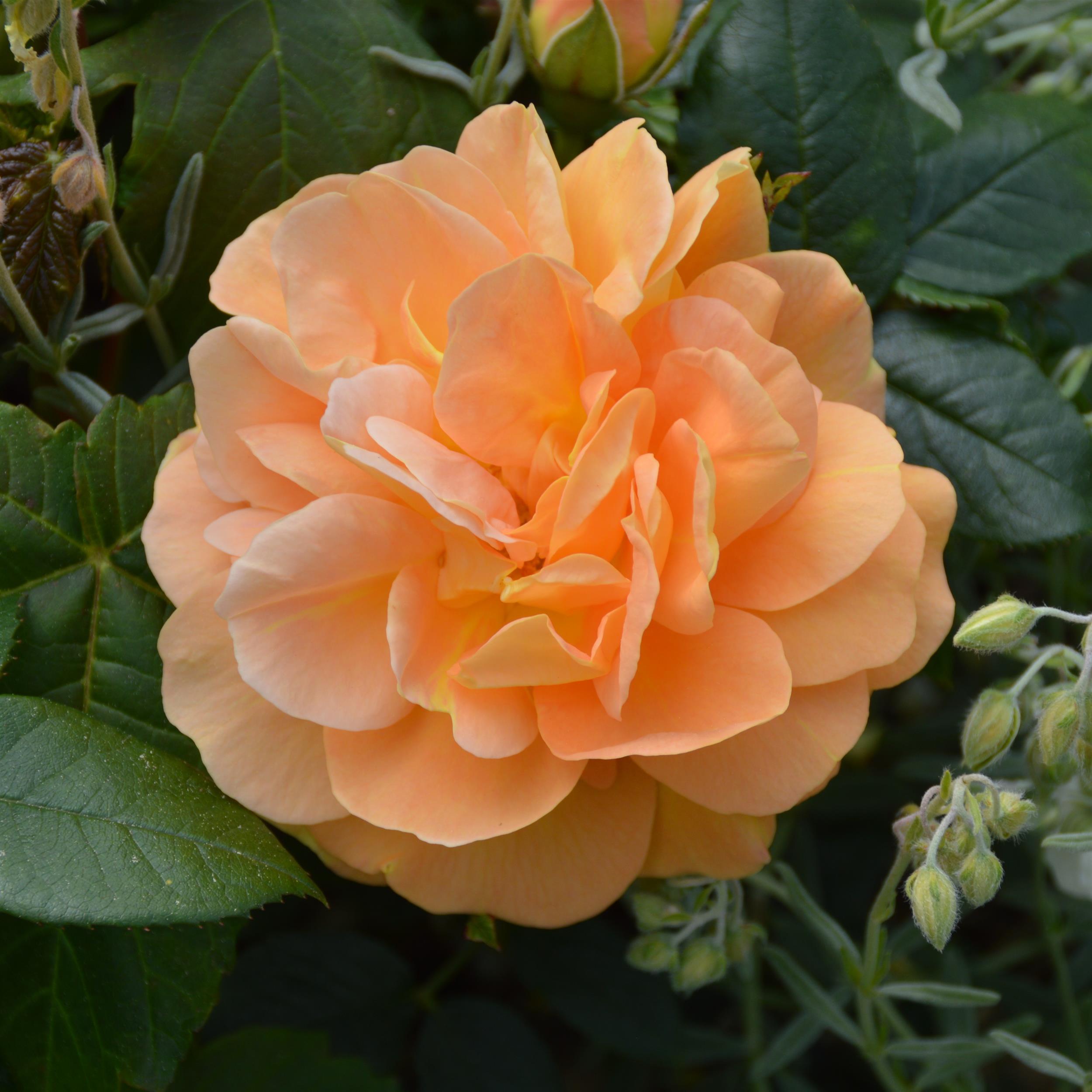Bernstein Rose