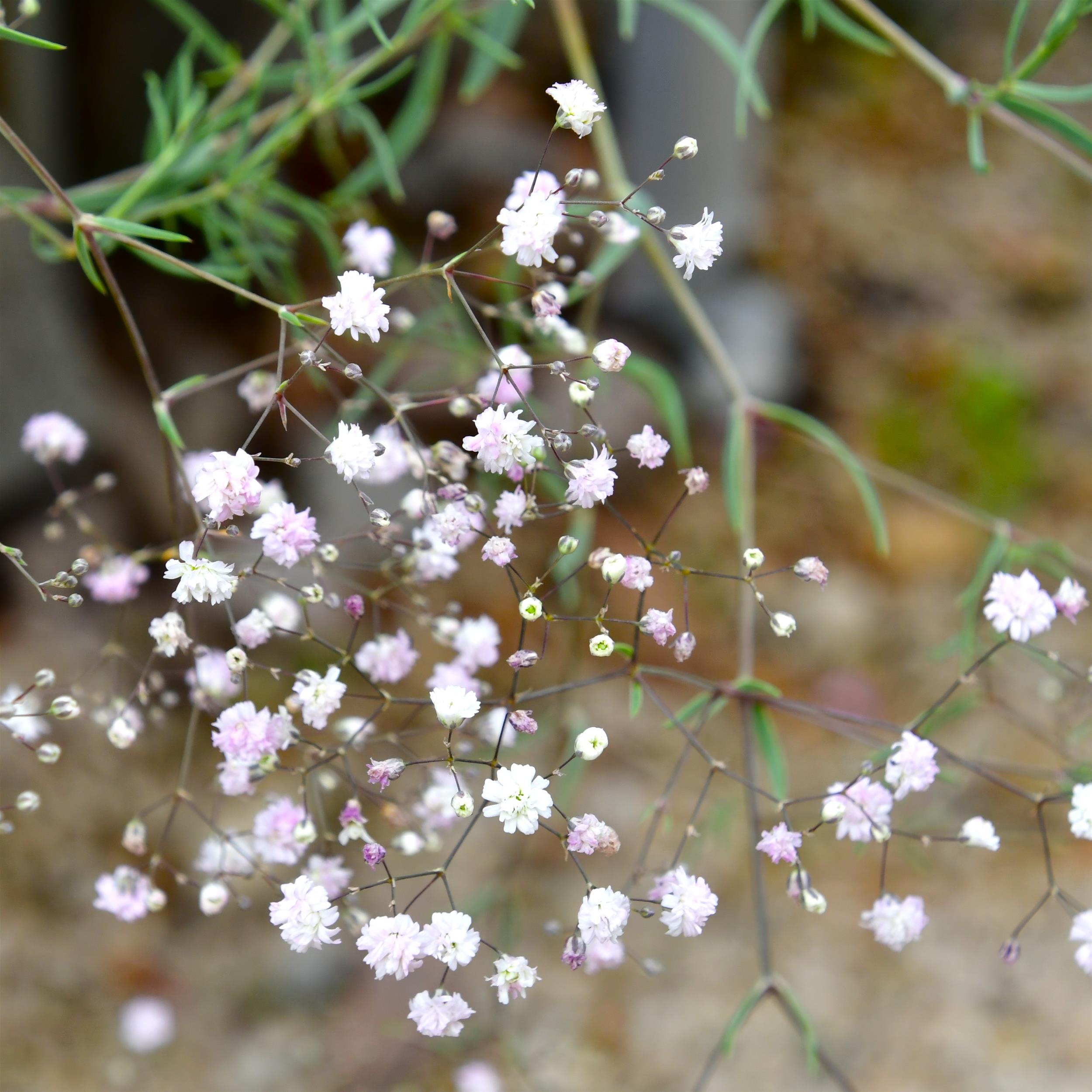 Gypsophila repens 'Rosenschleier' 3L