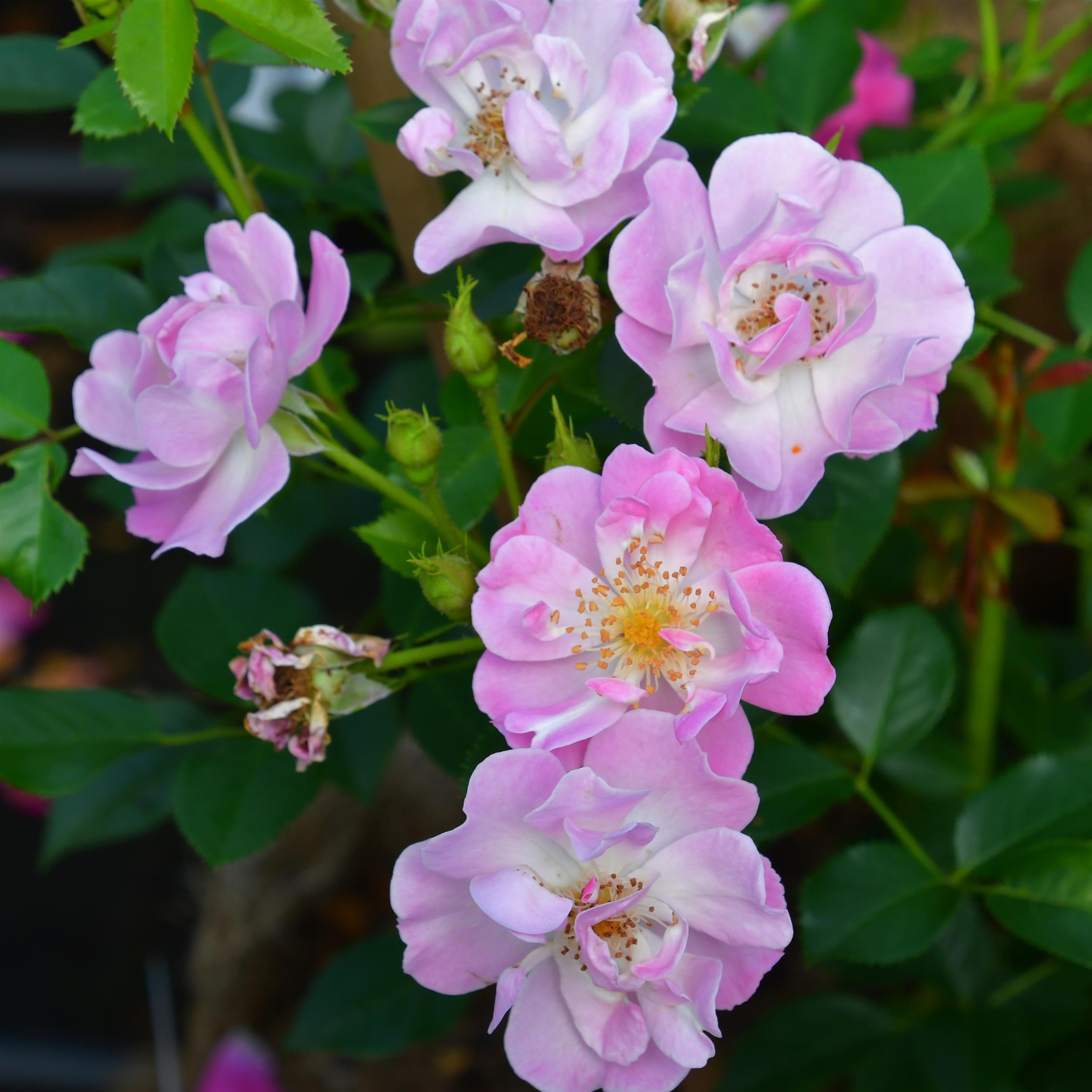 Lakeland Rose