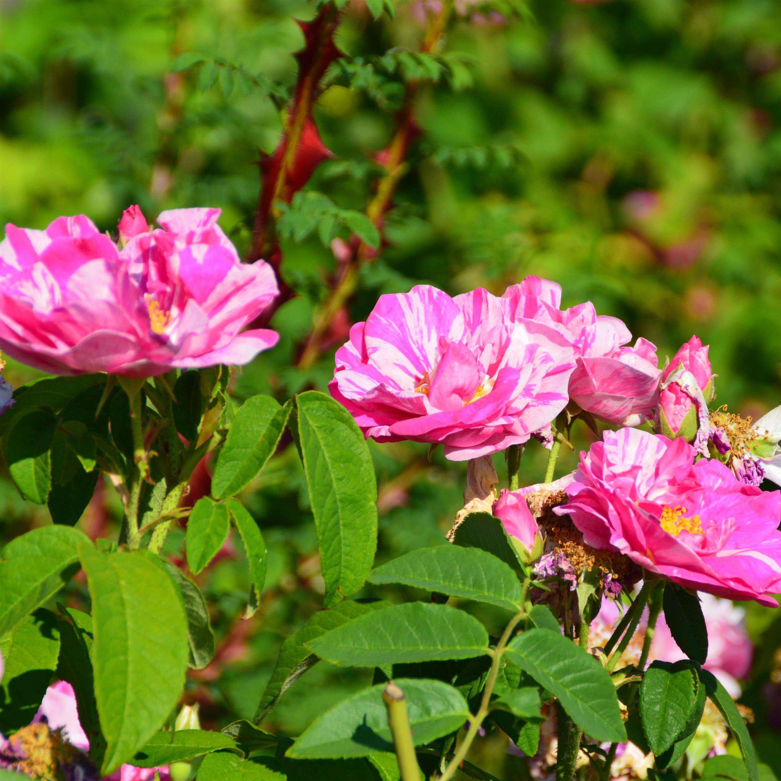 Rosa mundi (gallica versicolor)