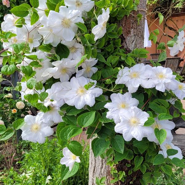 Clematis hyb. Mme. Le Coultre