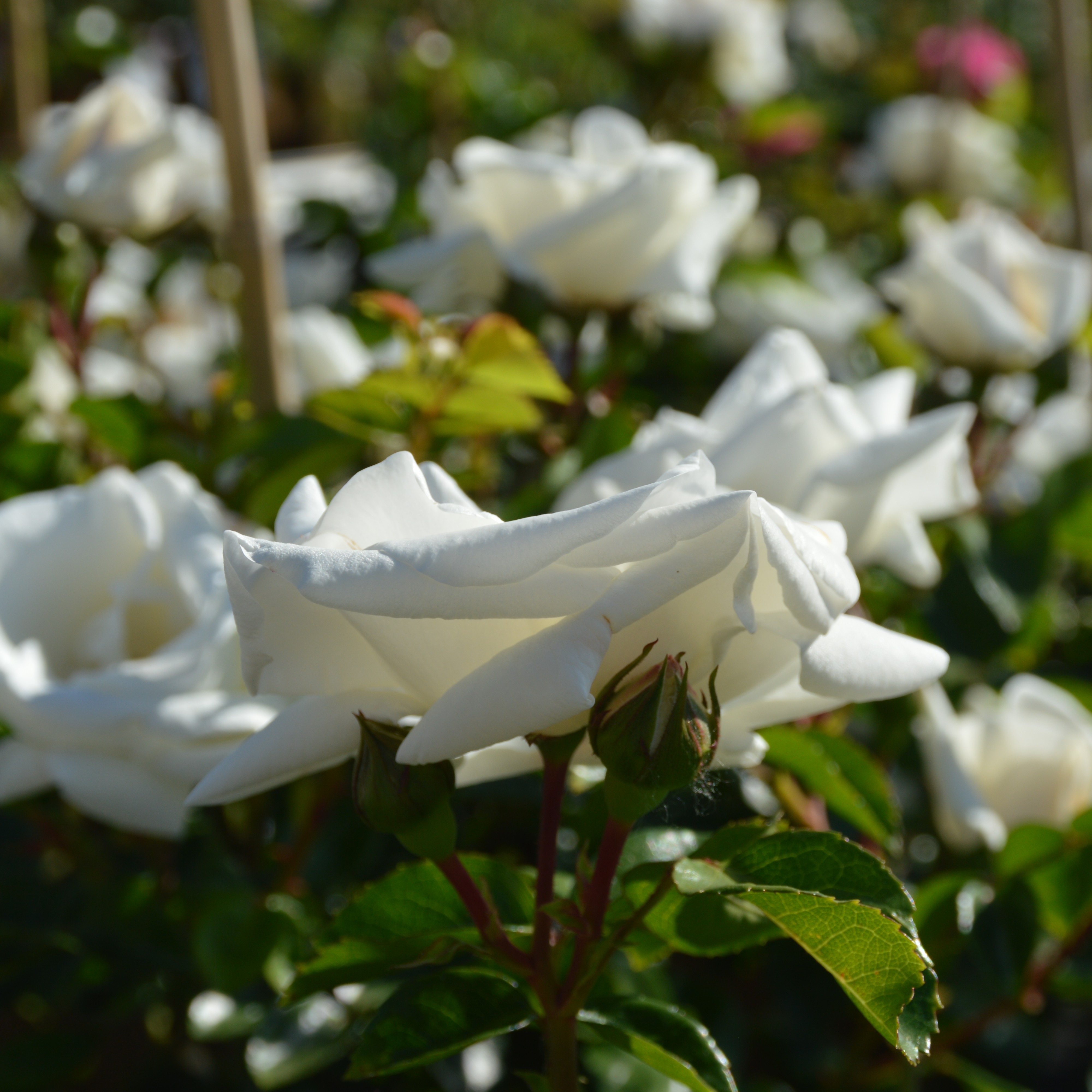 White New Dawn