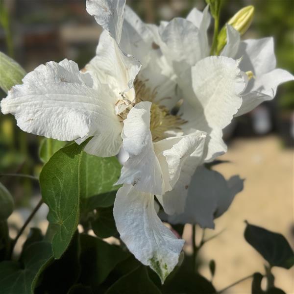 Clematis Hyb. Saalomon
