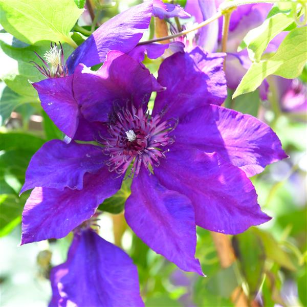 Clematis hybride Burma Star